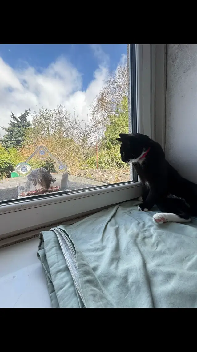 @frankiethetuxedocat_