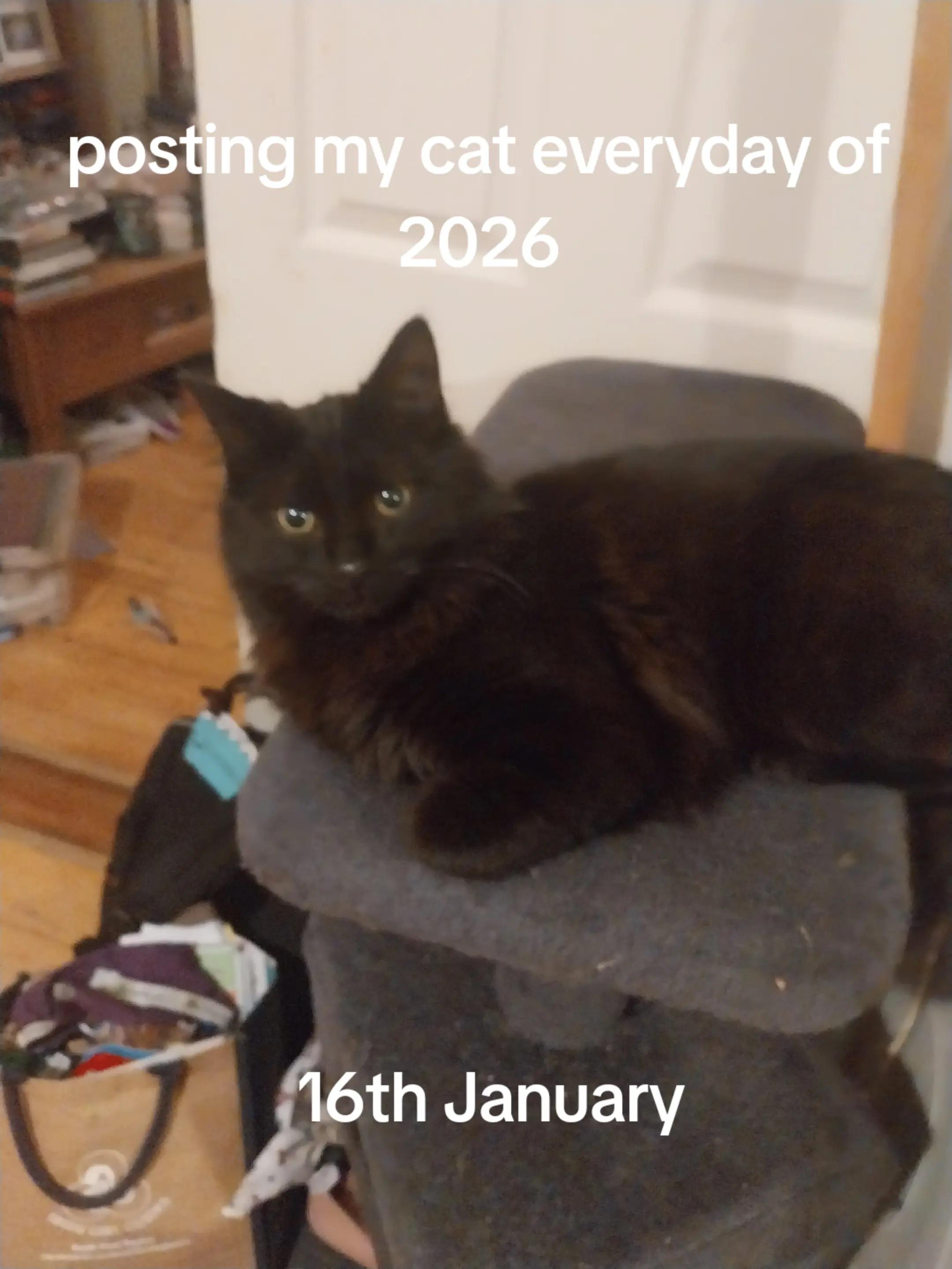 @Weakest Cat Enjoyer