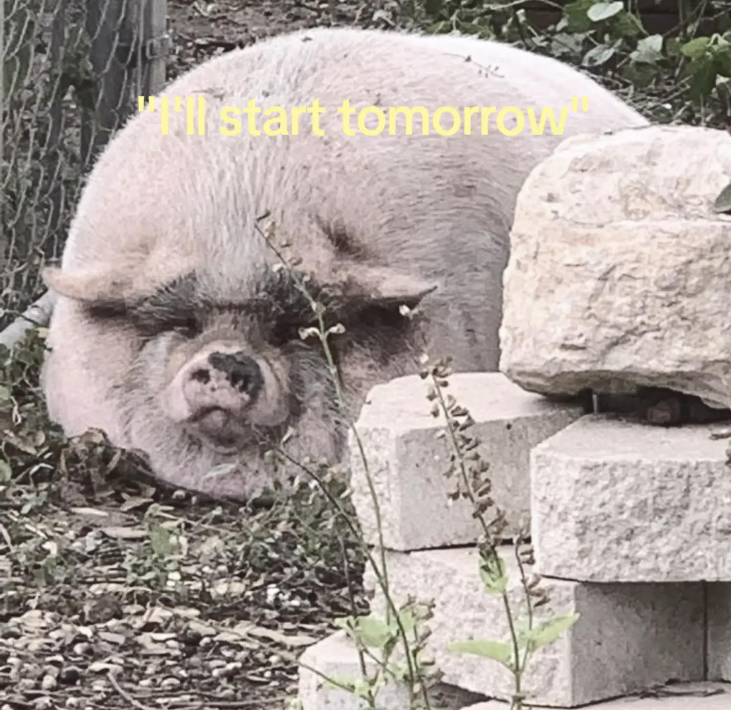 @˚𐙚*᥊ꫀꪀꪖ *𐙚˚