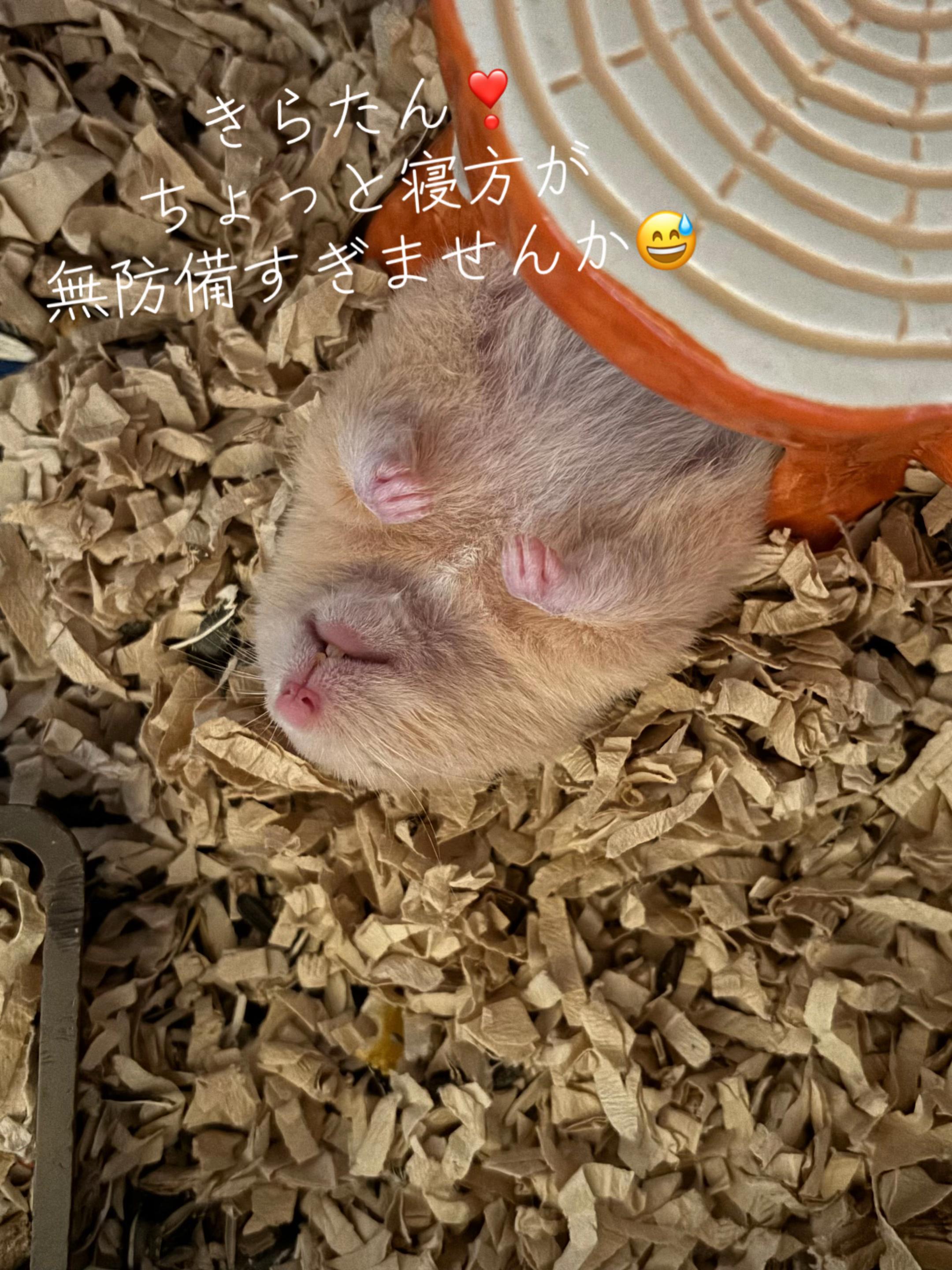 @big mama 🐹🐕🧅💜