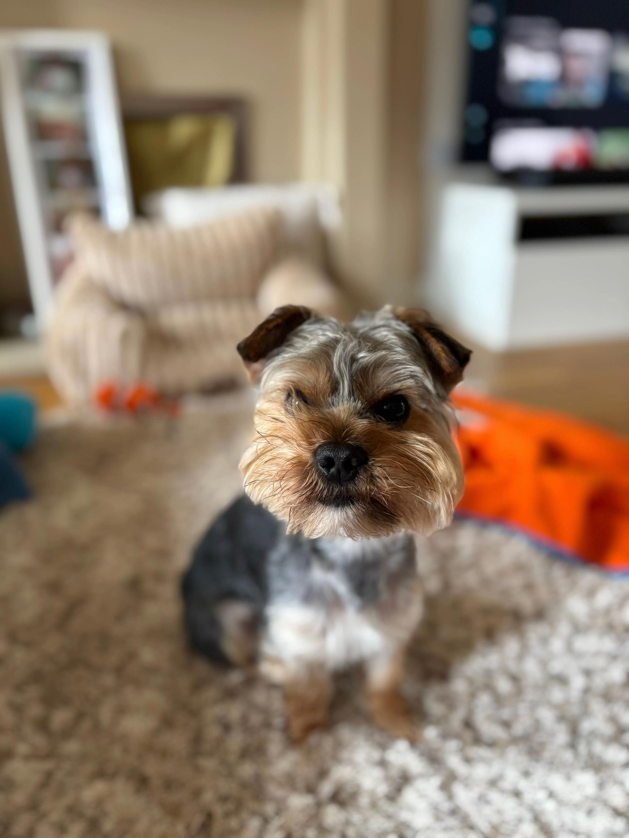 @Benjie the Yorkie