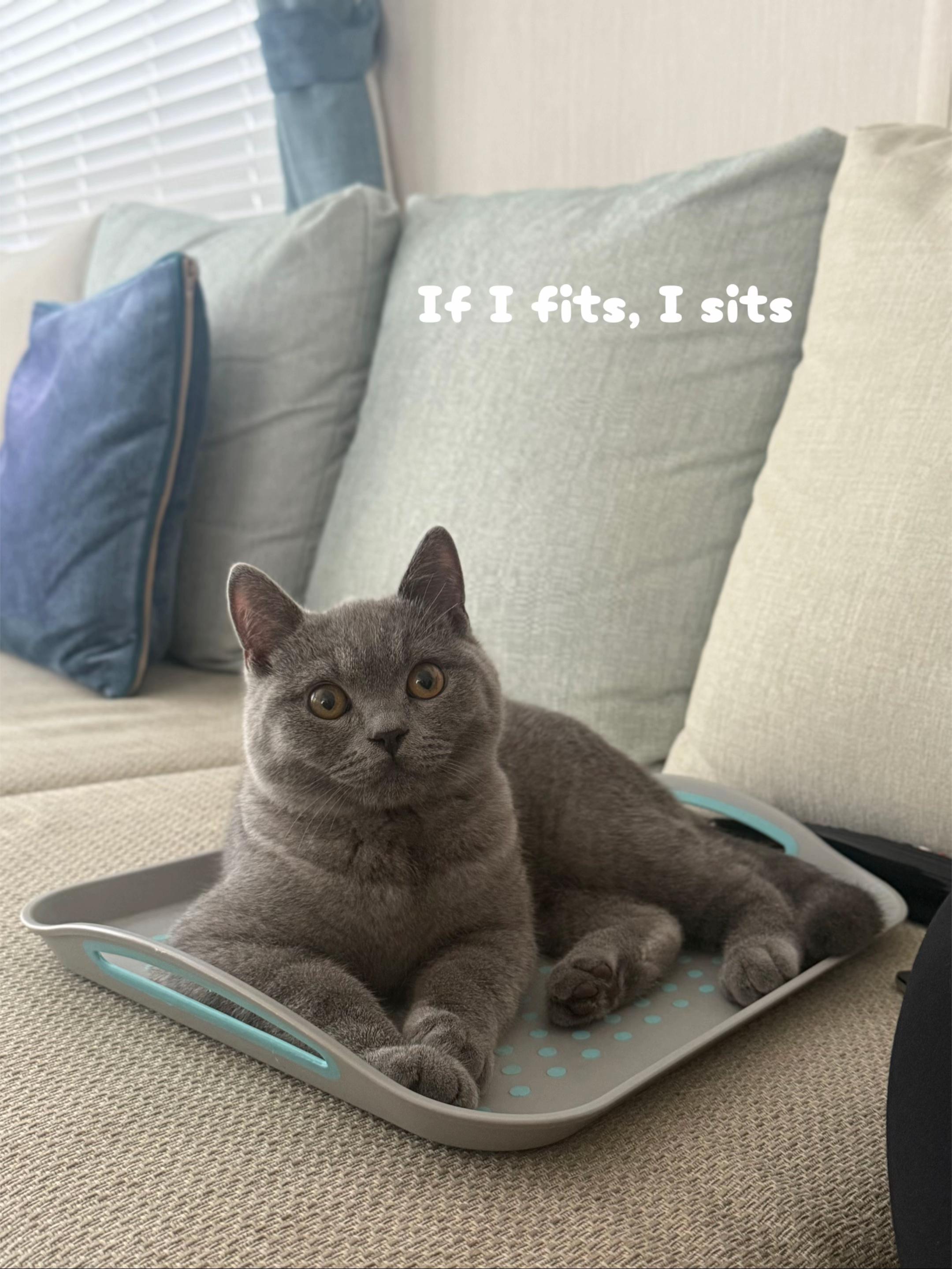 @GooseTheShortHair