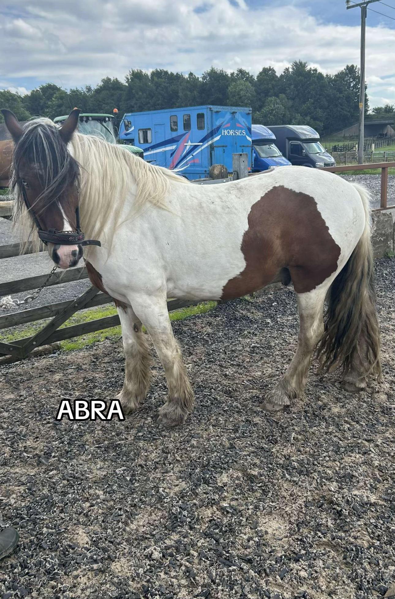 @Lilywiththecobs🐴