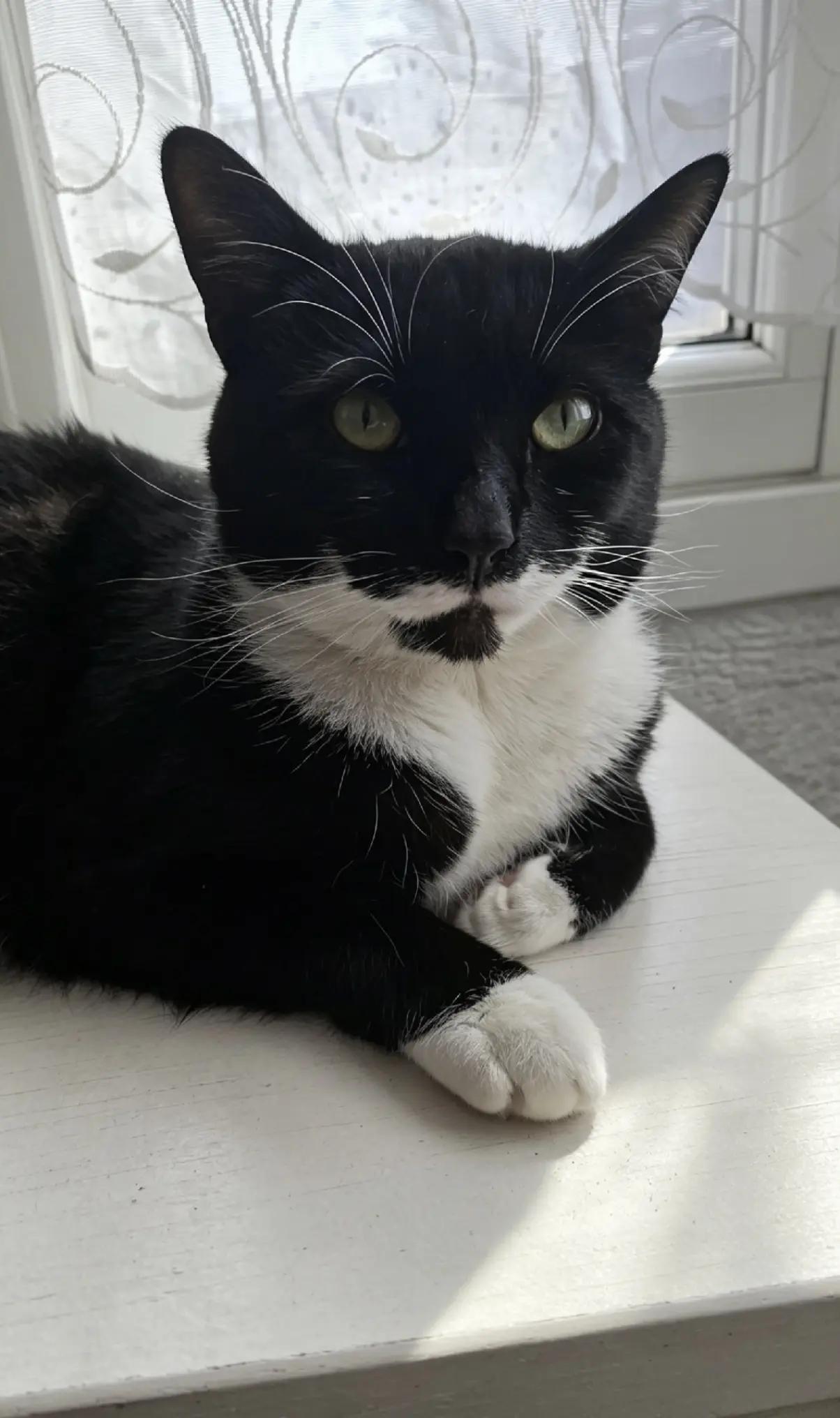 @Truffle the Tuxedo