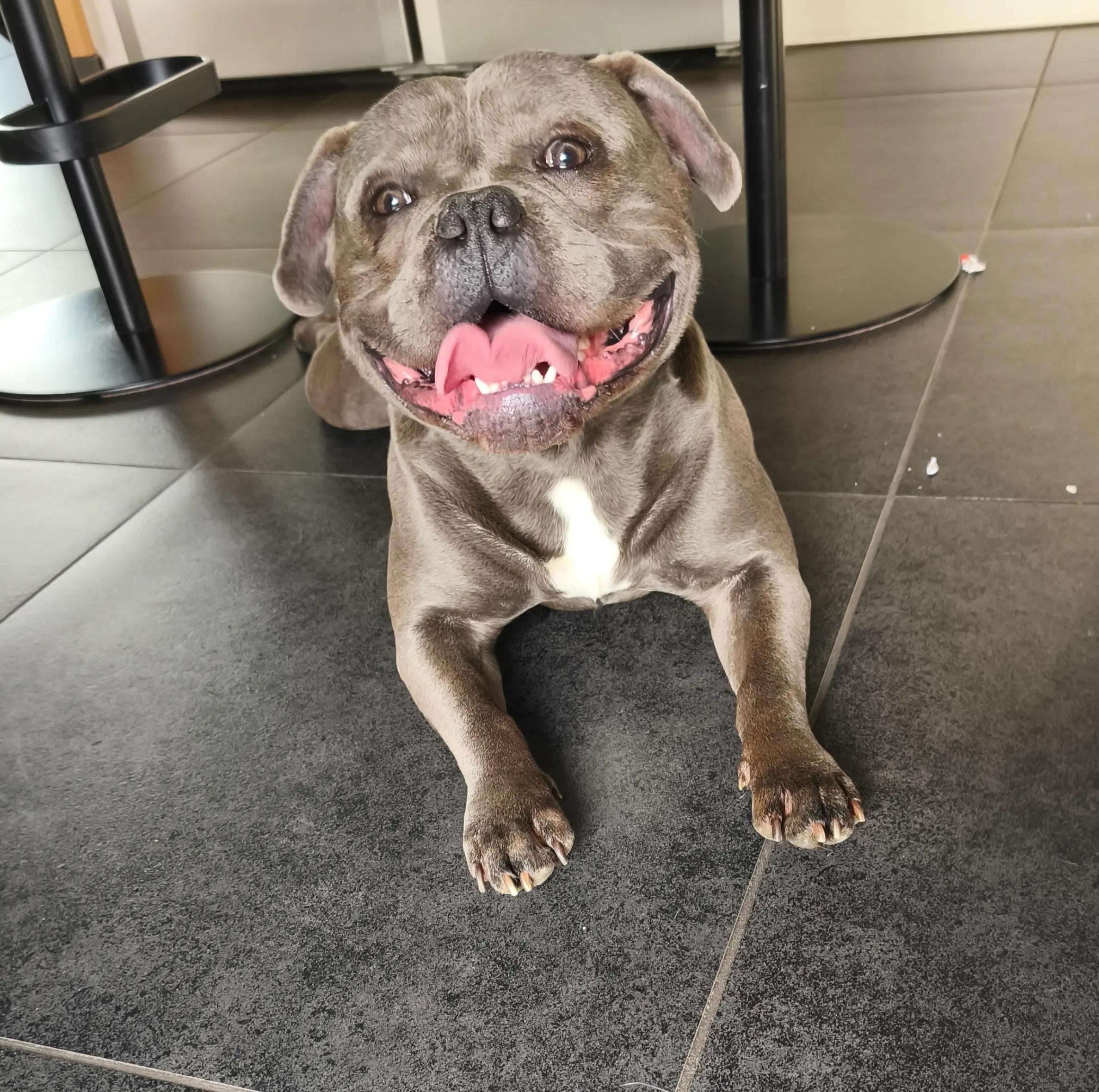 @Tyson américain bully🔥🐶