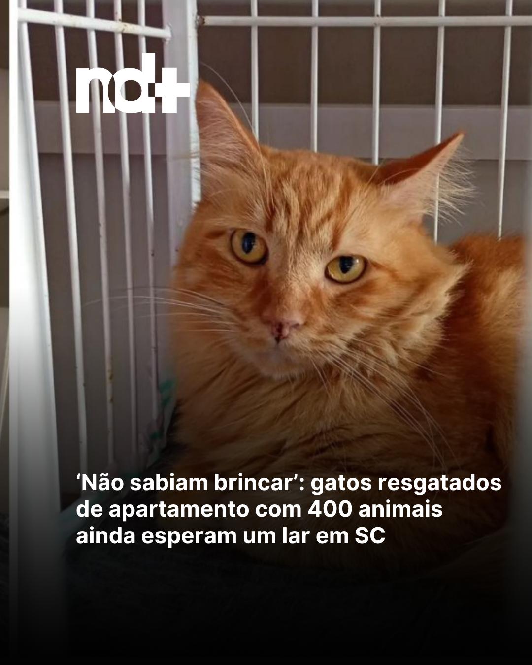 @portalndmais
