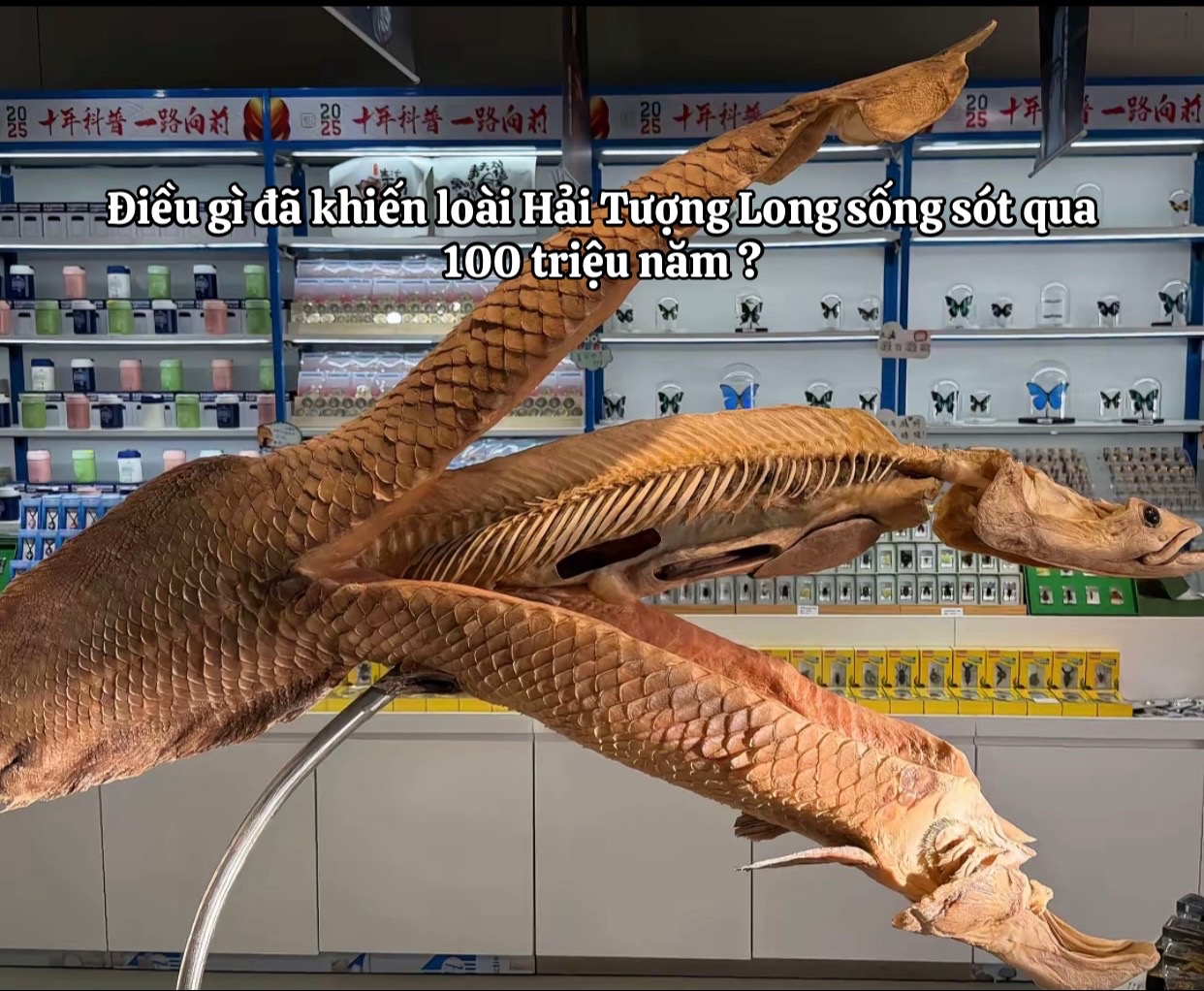 @Hoa Biển - Hải Tượng Long