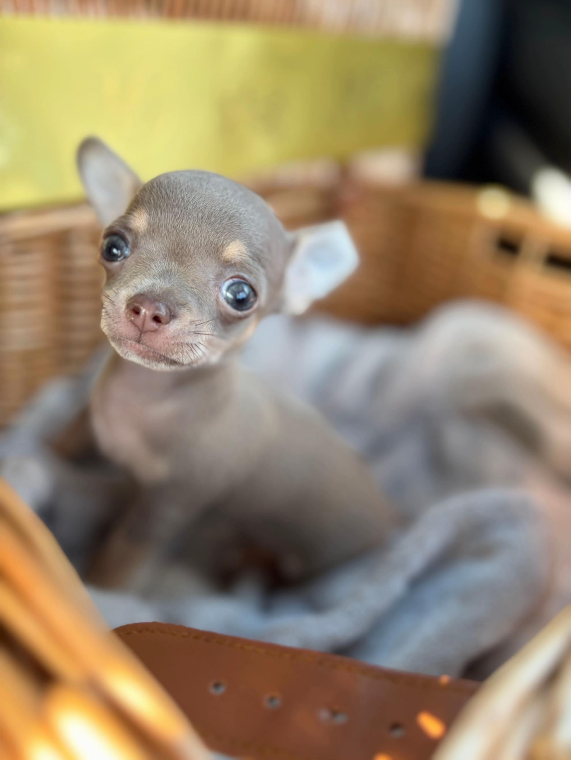 @Suffolk Chihuahuas