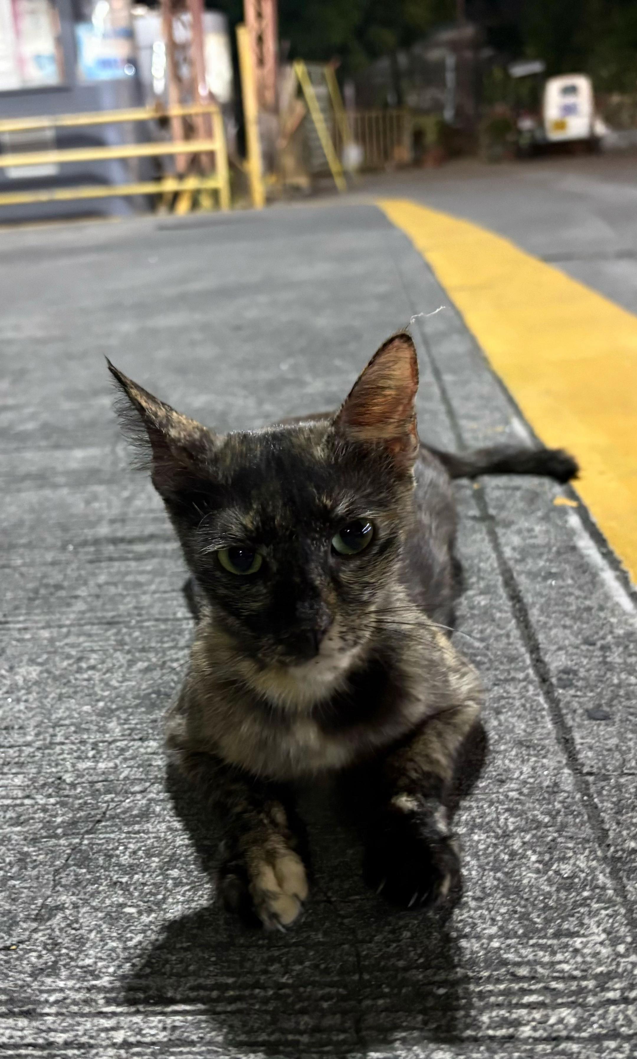 @TheCatFather