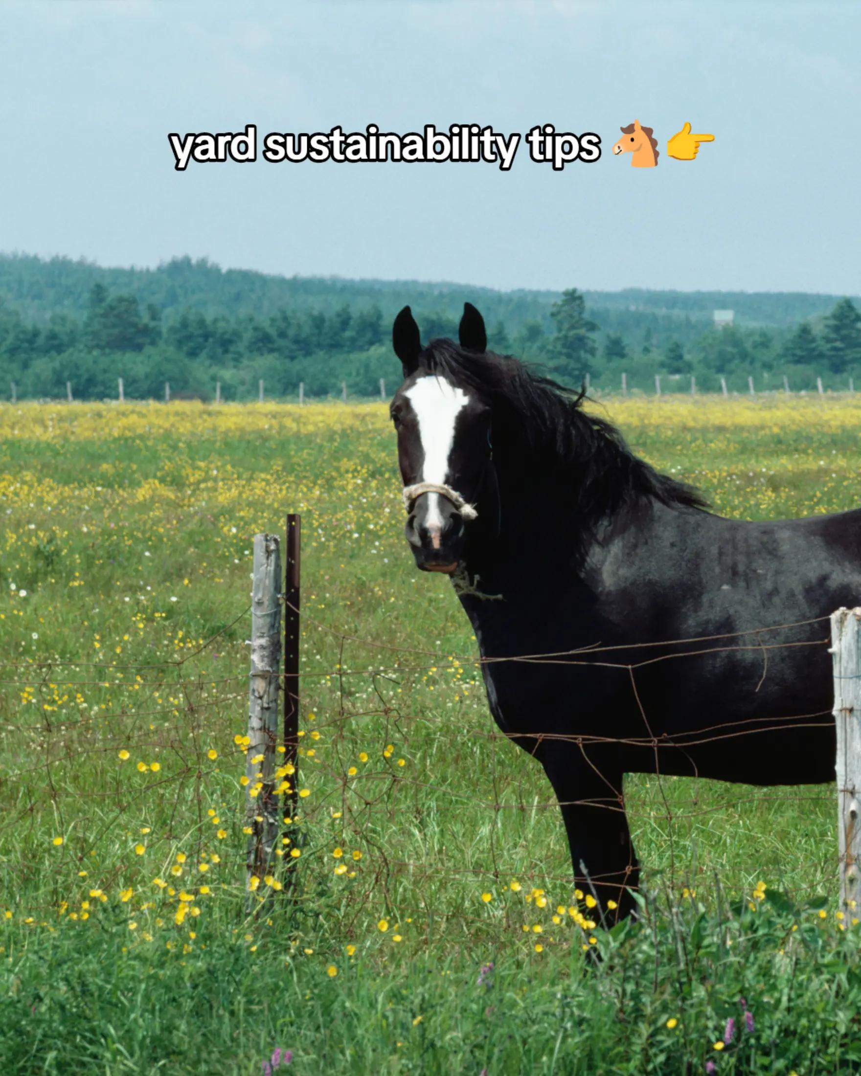 @Equinutritive 🐴 Supplements