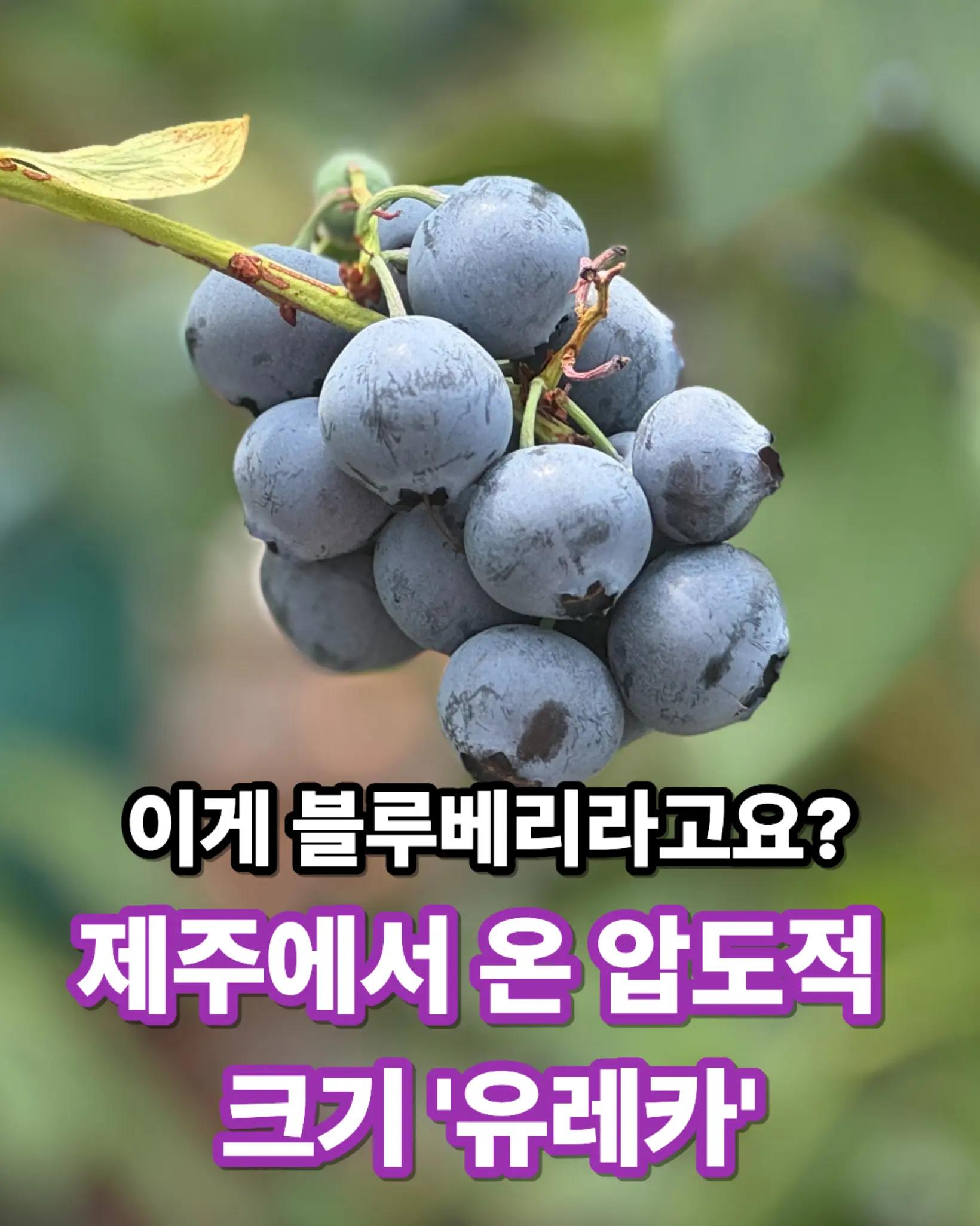 @진심먹거리
