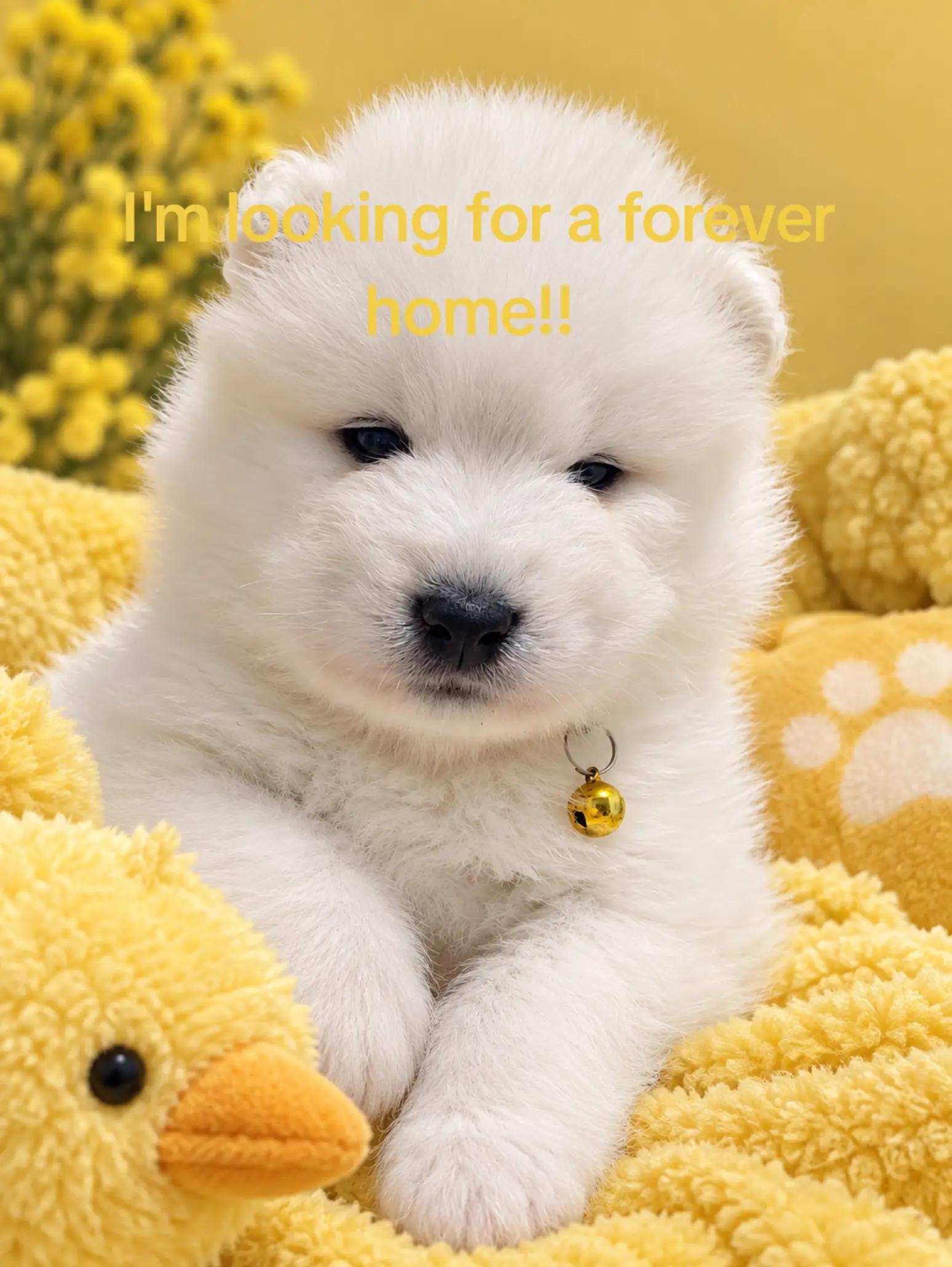 @Samojedowe🐶🇵🇱love🇬🇧 Żona
