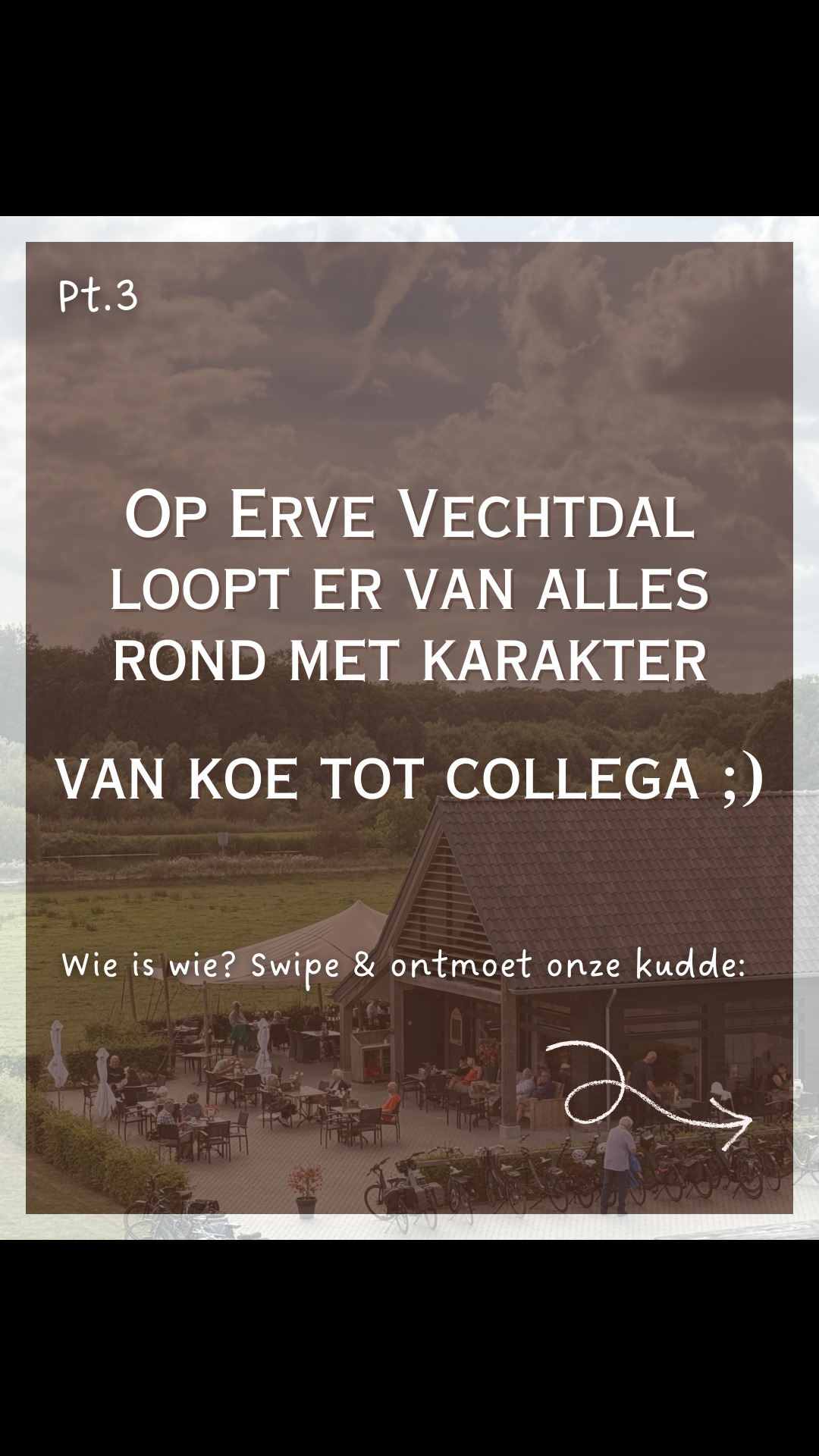 @Erve Vechtdal Koe Safari