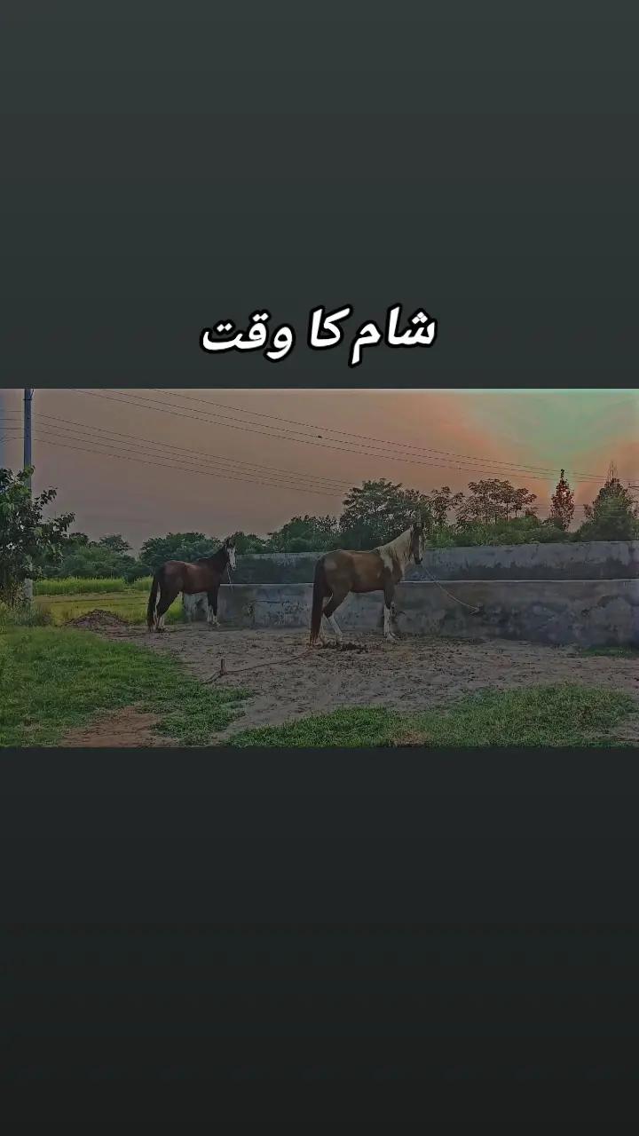 @مہر عامر سہیل لک🐎🏆🥂