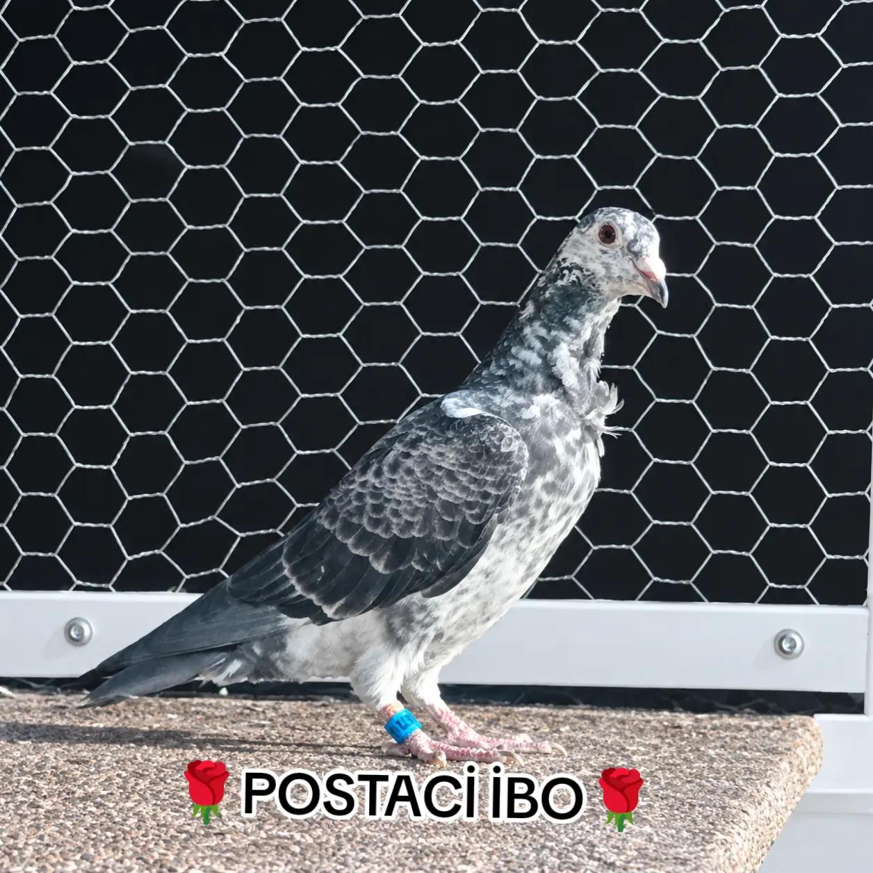 @🦜🦜POSTACI İBO TEKİN 🦜🦜