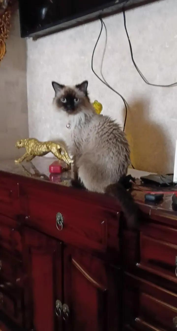 @Cat lover