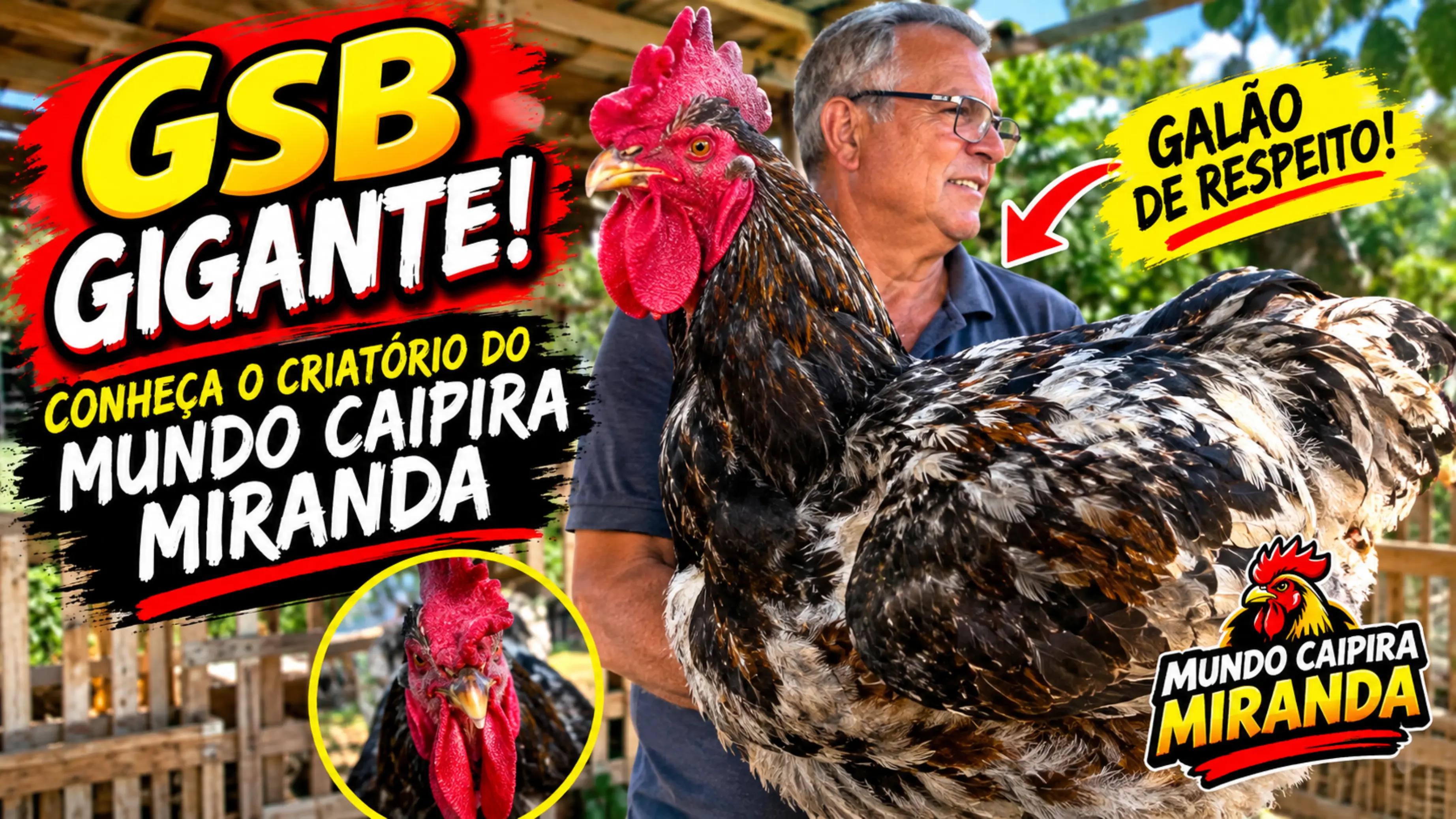@MUNDO CAIPIRA MIRANDA