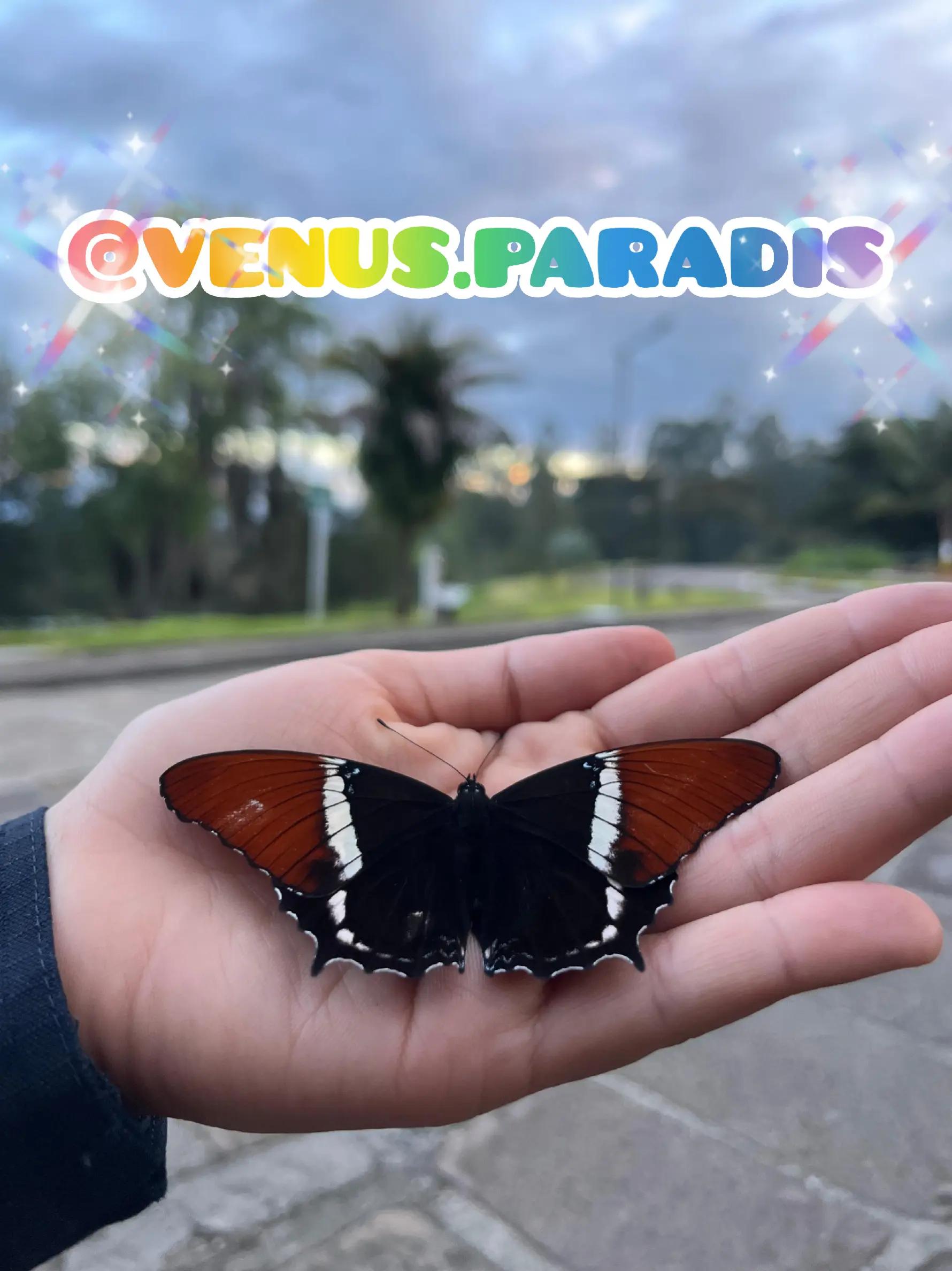 @venus.paradis