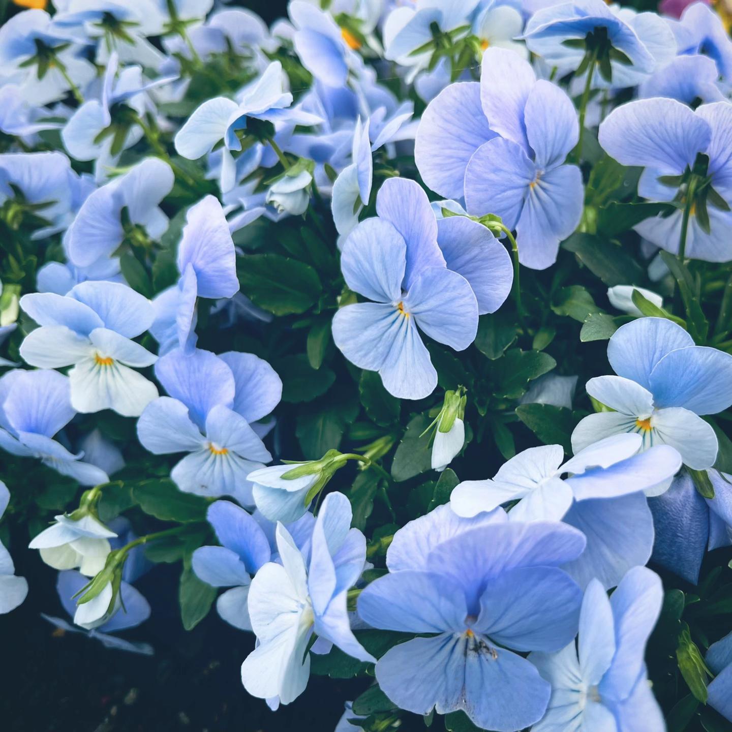 @芥子川