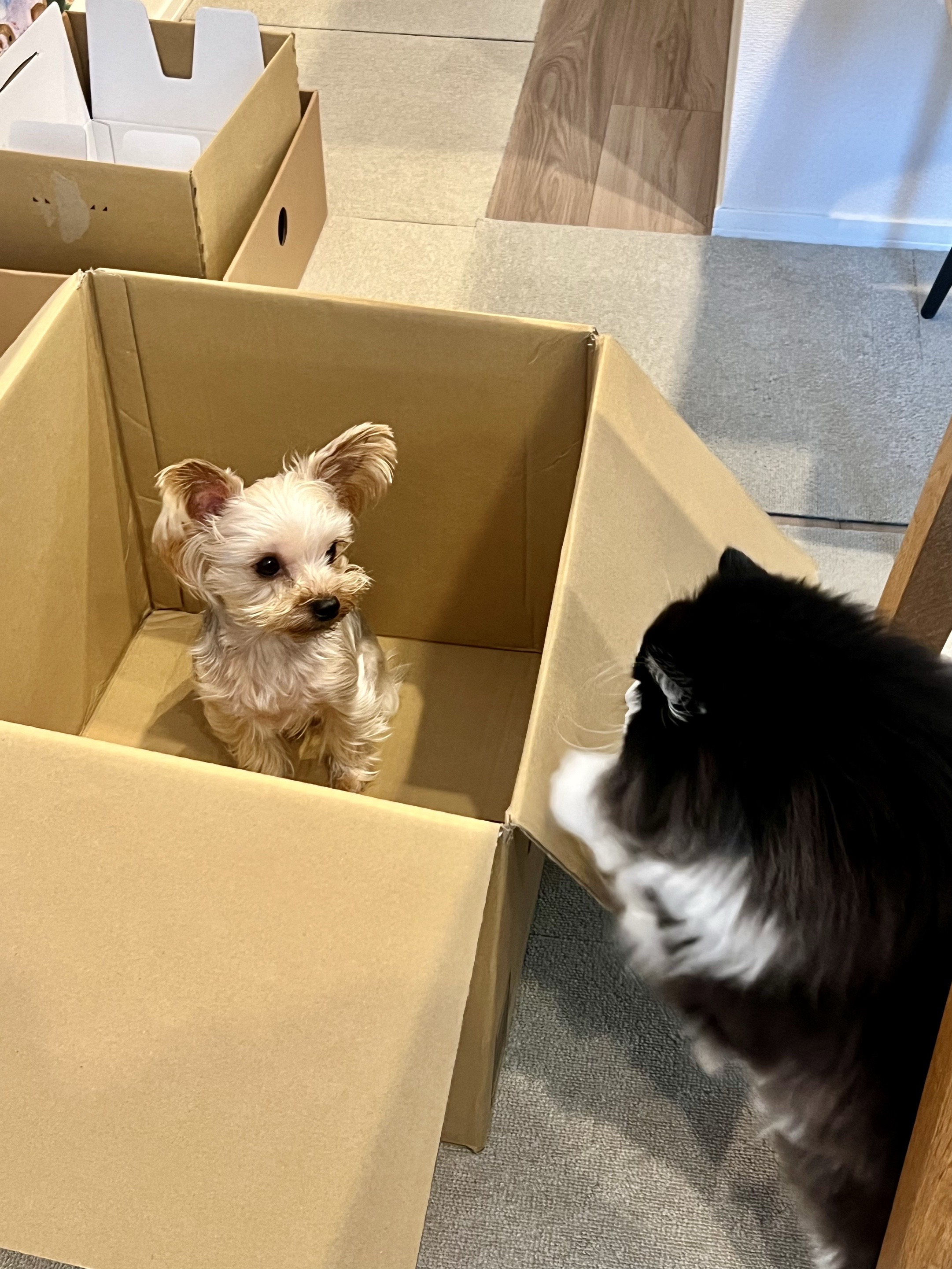 @みちゃよも🐶🐱