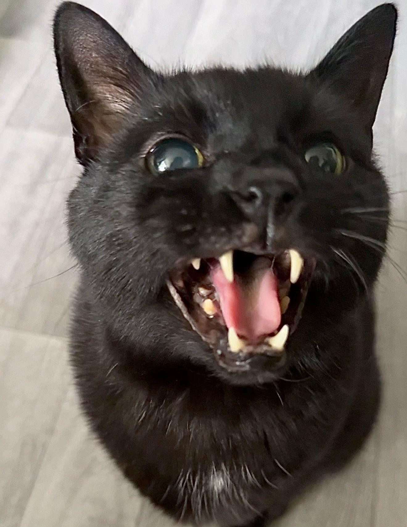 @Teefie_tribe 🐈⬛🐈⬛🐈🦷🦷