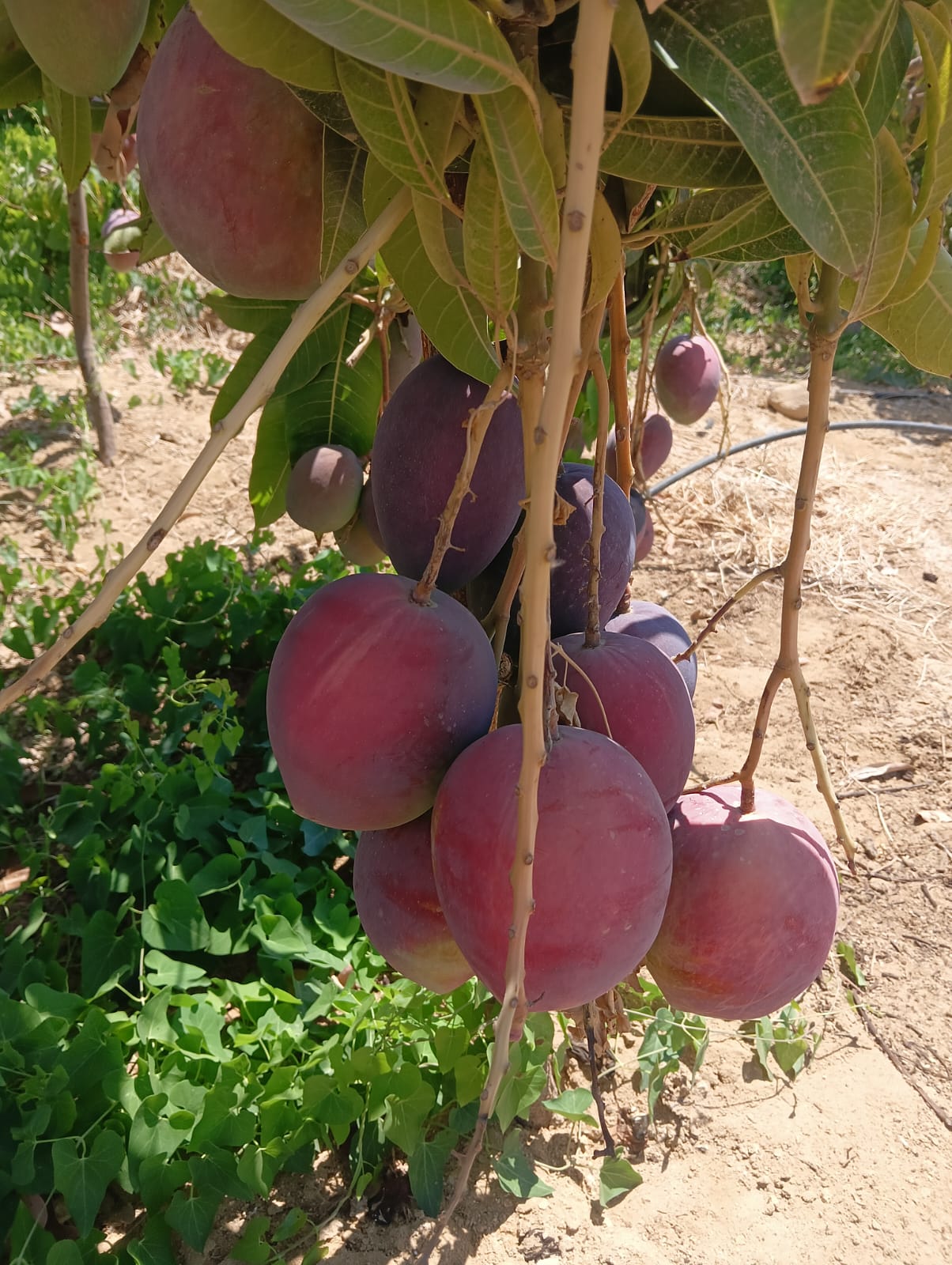 @احمد عمر