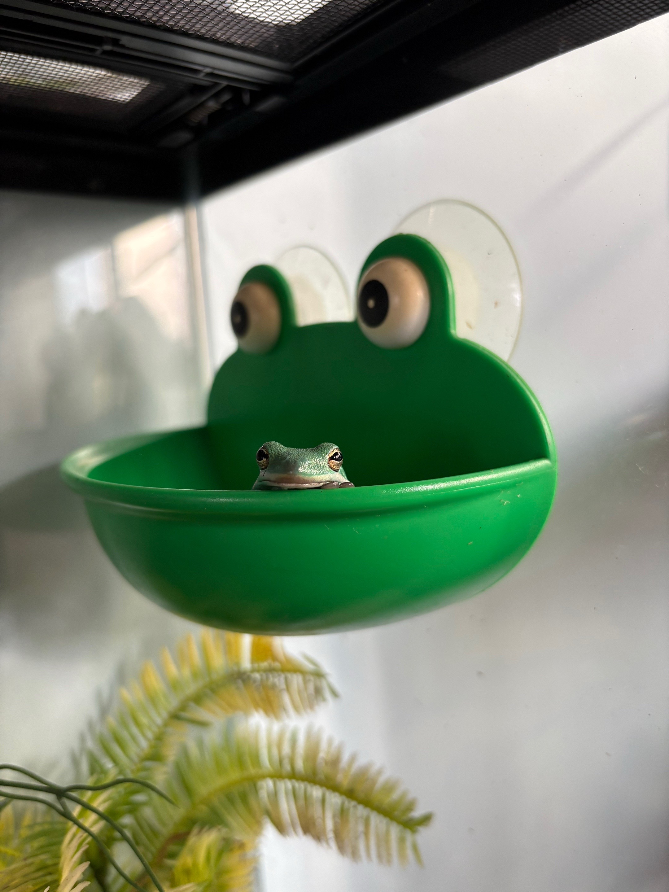 @daily FROG posts 🐸