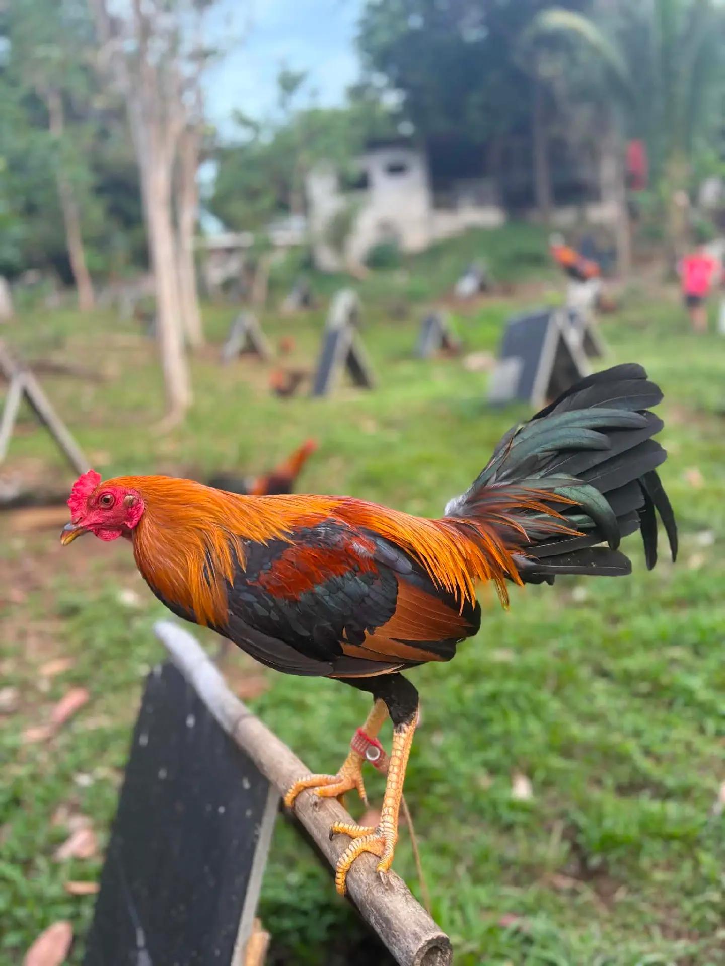 @jbt888 gamefowl