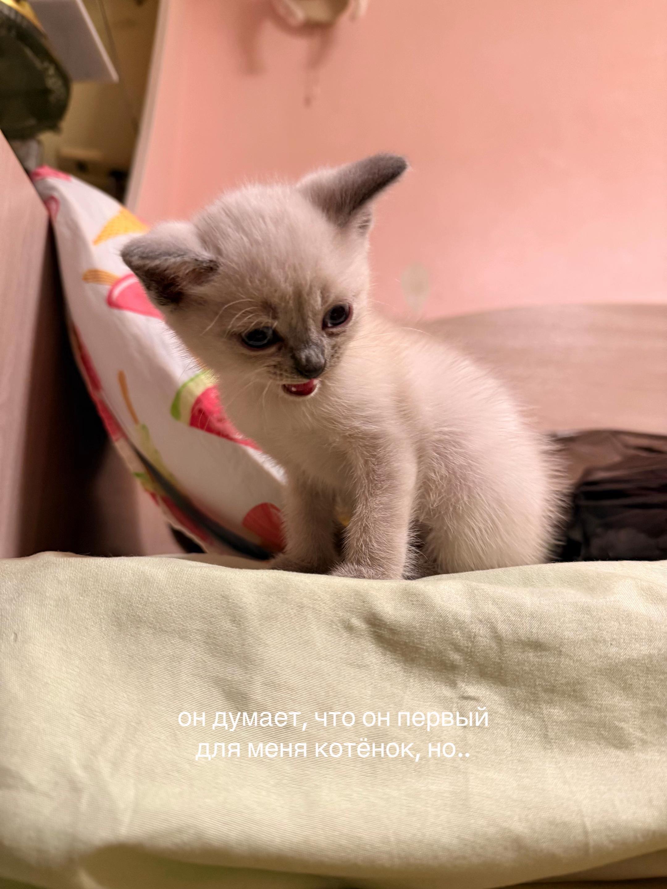 @кудряшка
