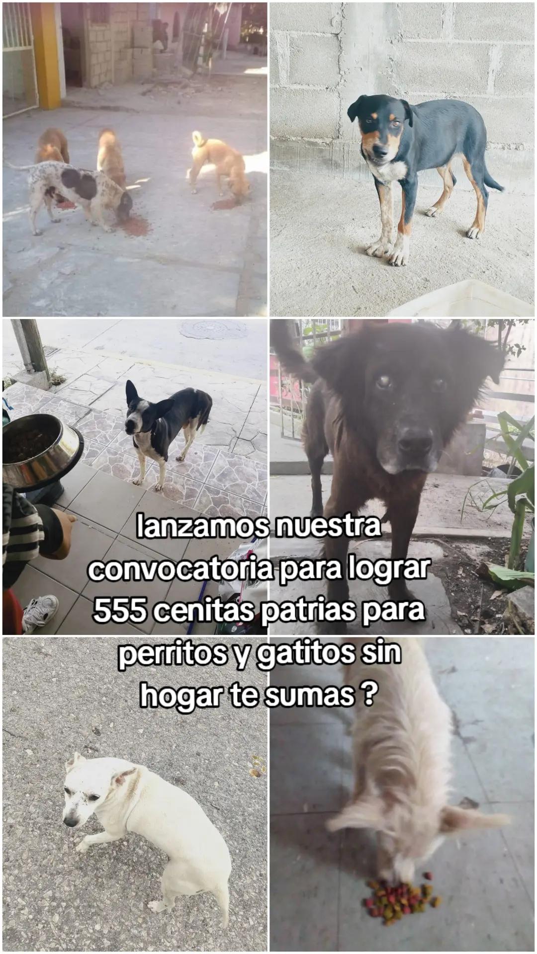 @Adriana Torres ACTUE