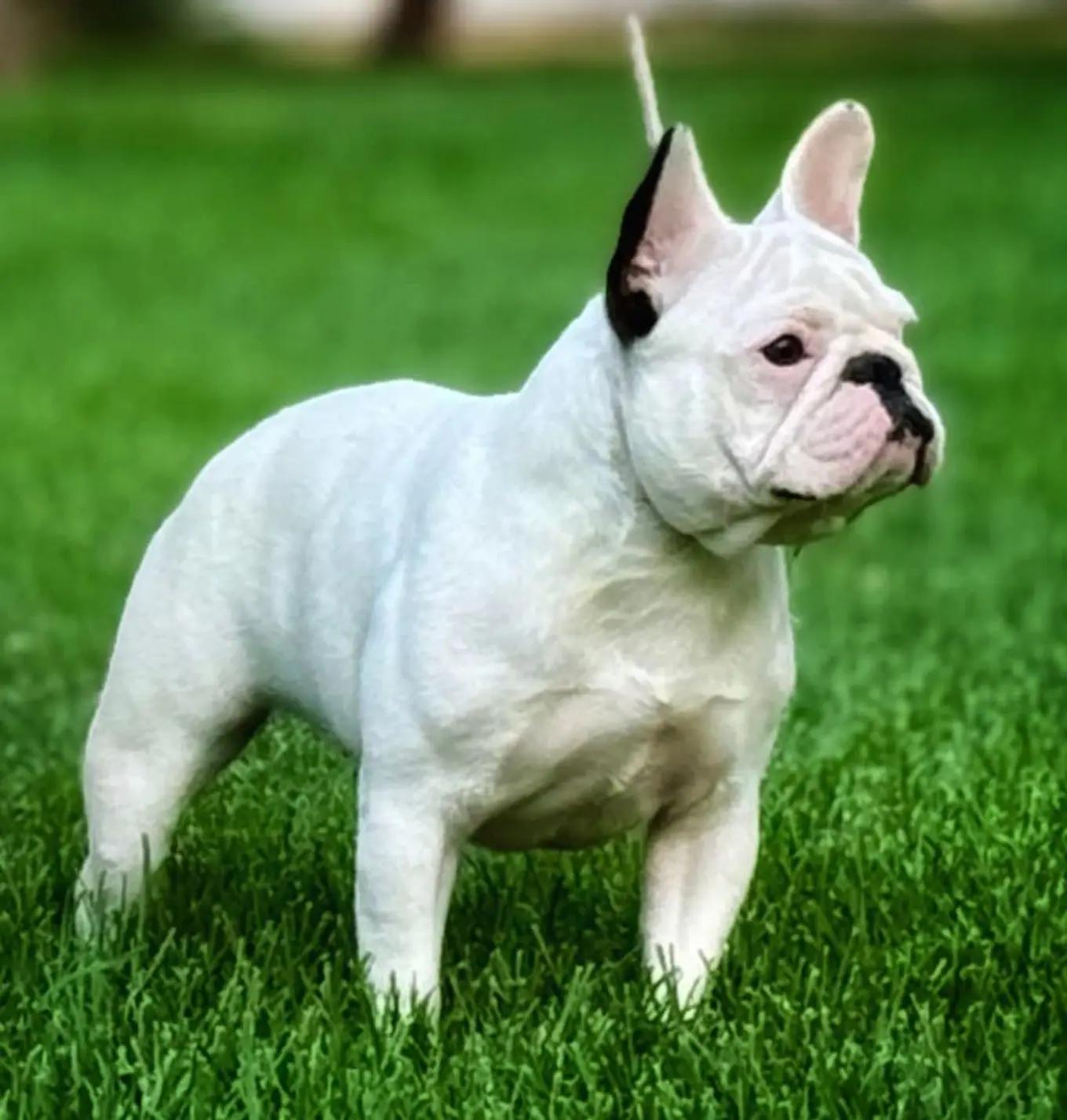 @Bosphorus Bulls French Bulldog