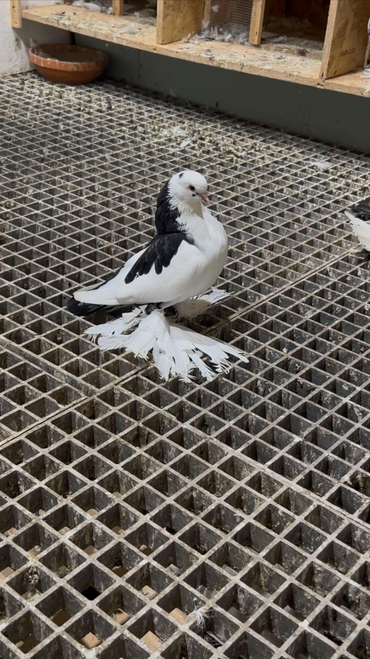 @Pigeon London