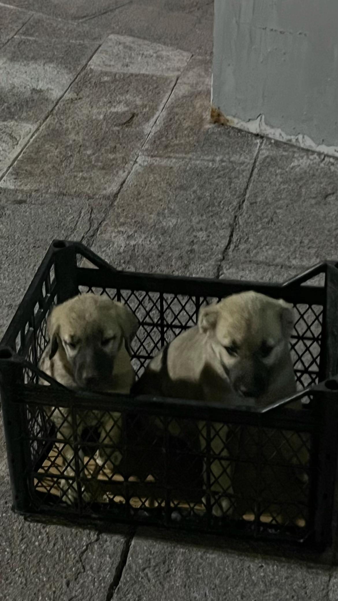 @🇹🇷Sivas Kangal Köpeği 🇹🇷
