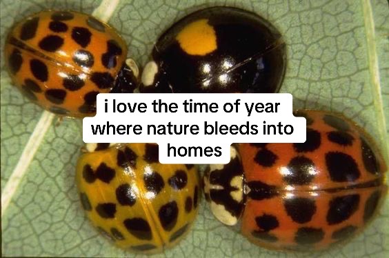 @hannah 🐠