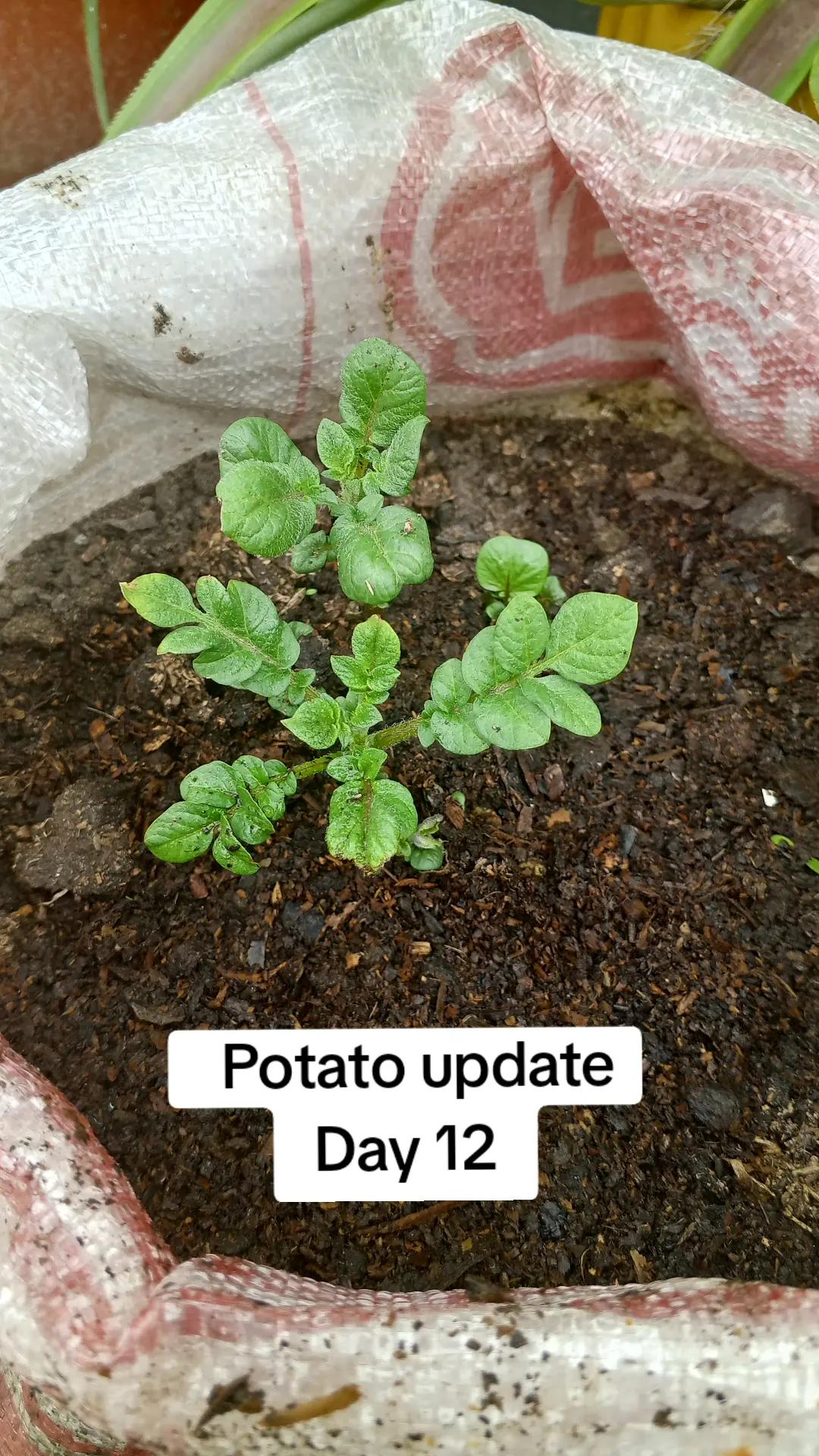 @The GenZ Gardener