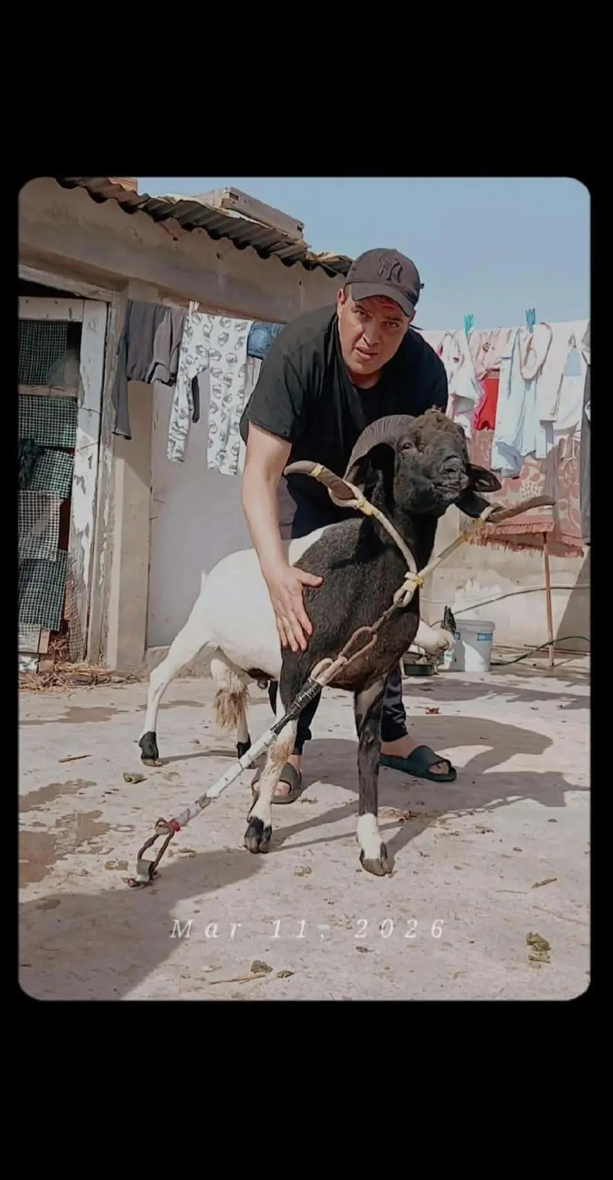 @😎😎 🐏🐏🫣🫣