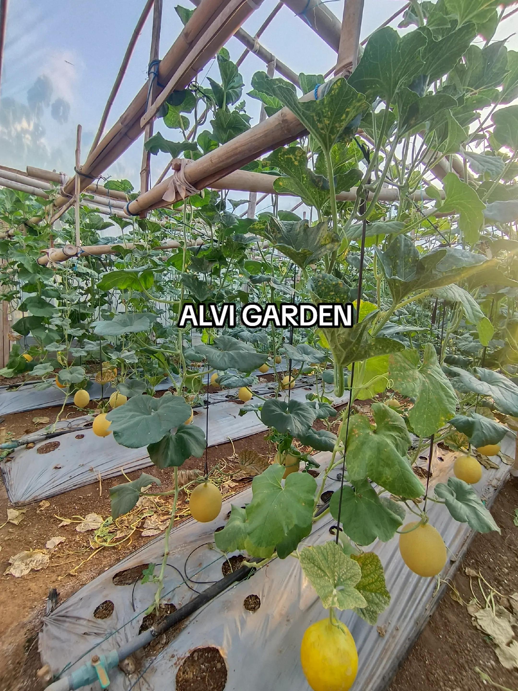 @Alvi Garden