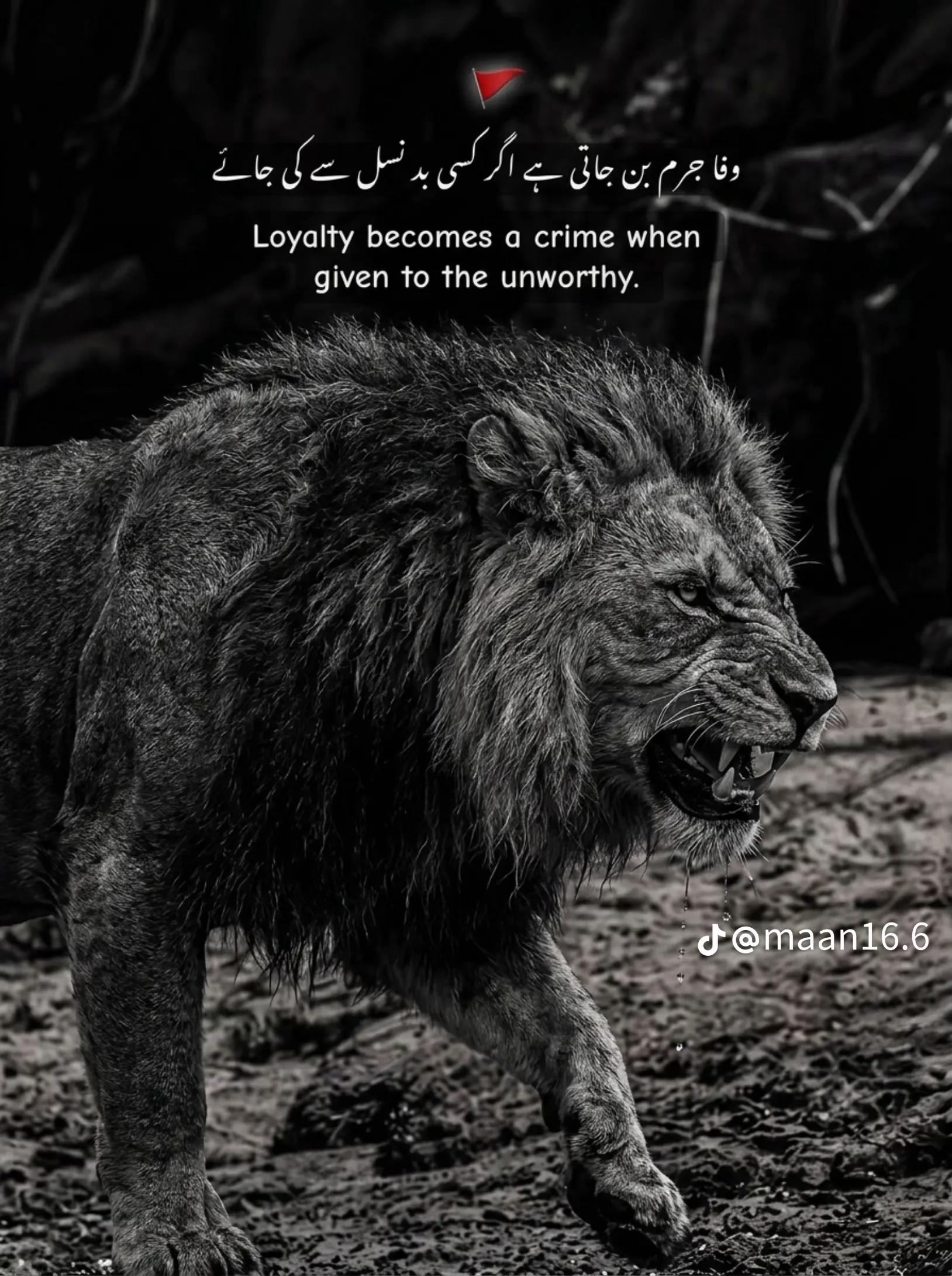 @📞TALحA Raنa🦅