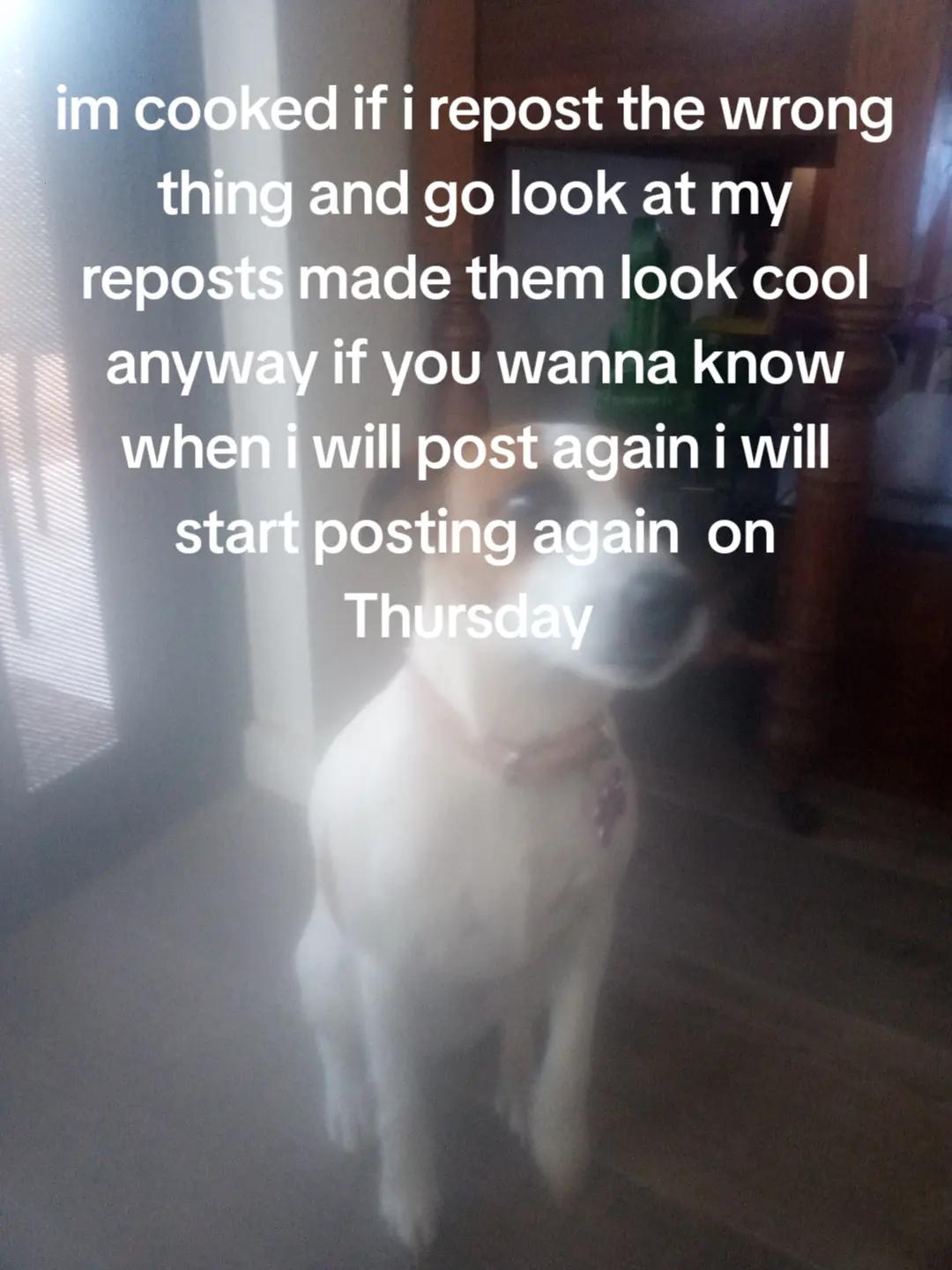 @dogsmash11