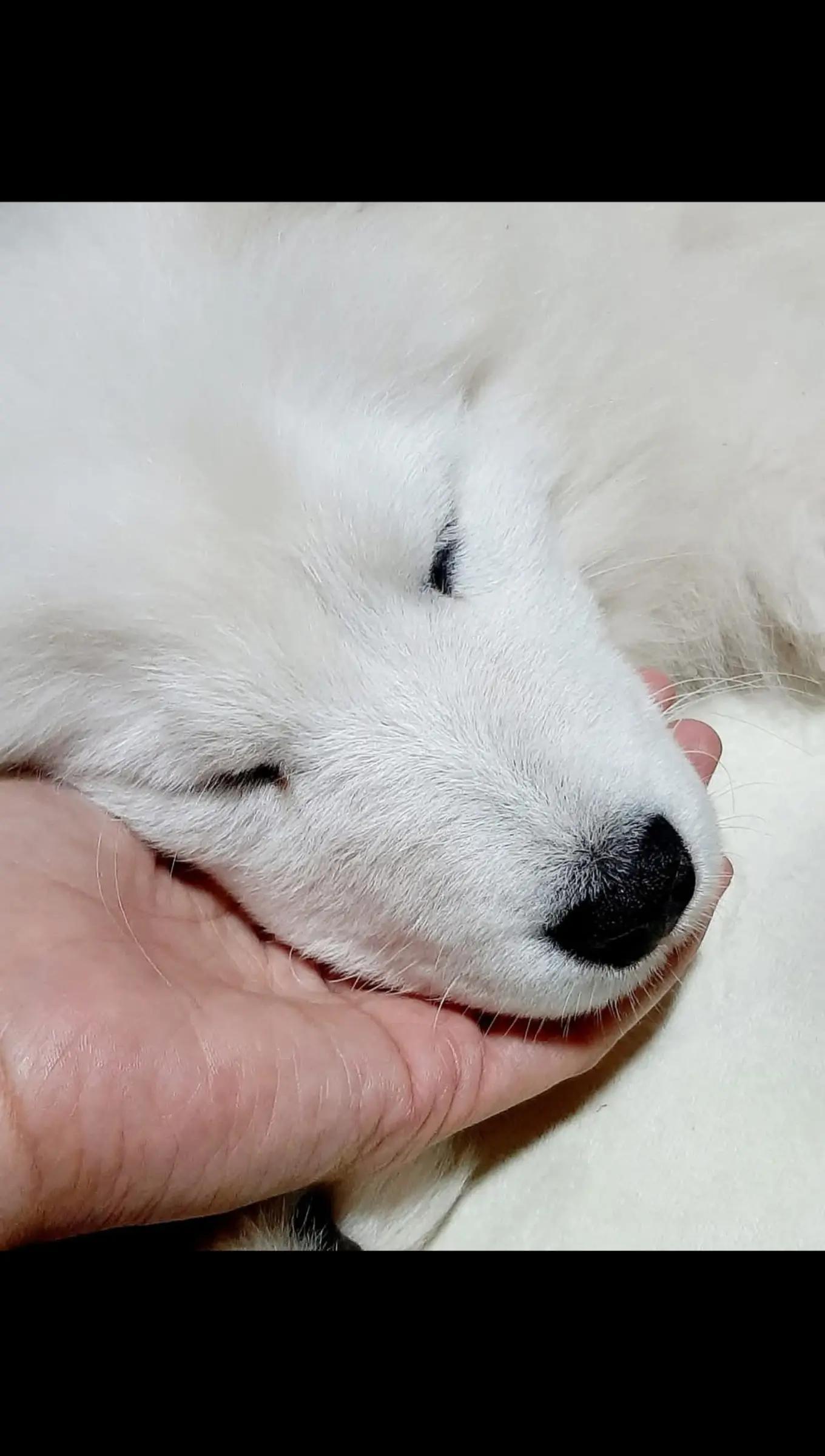 @Polar_ love_ Ice🐾