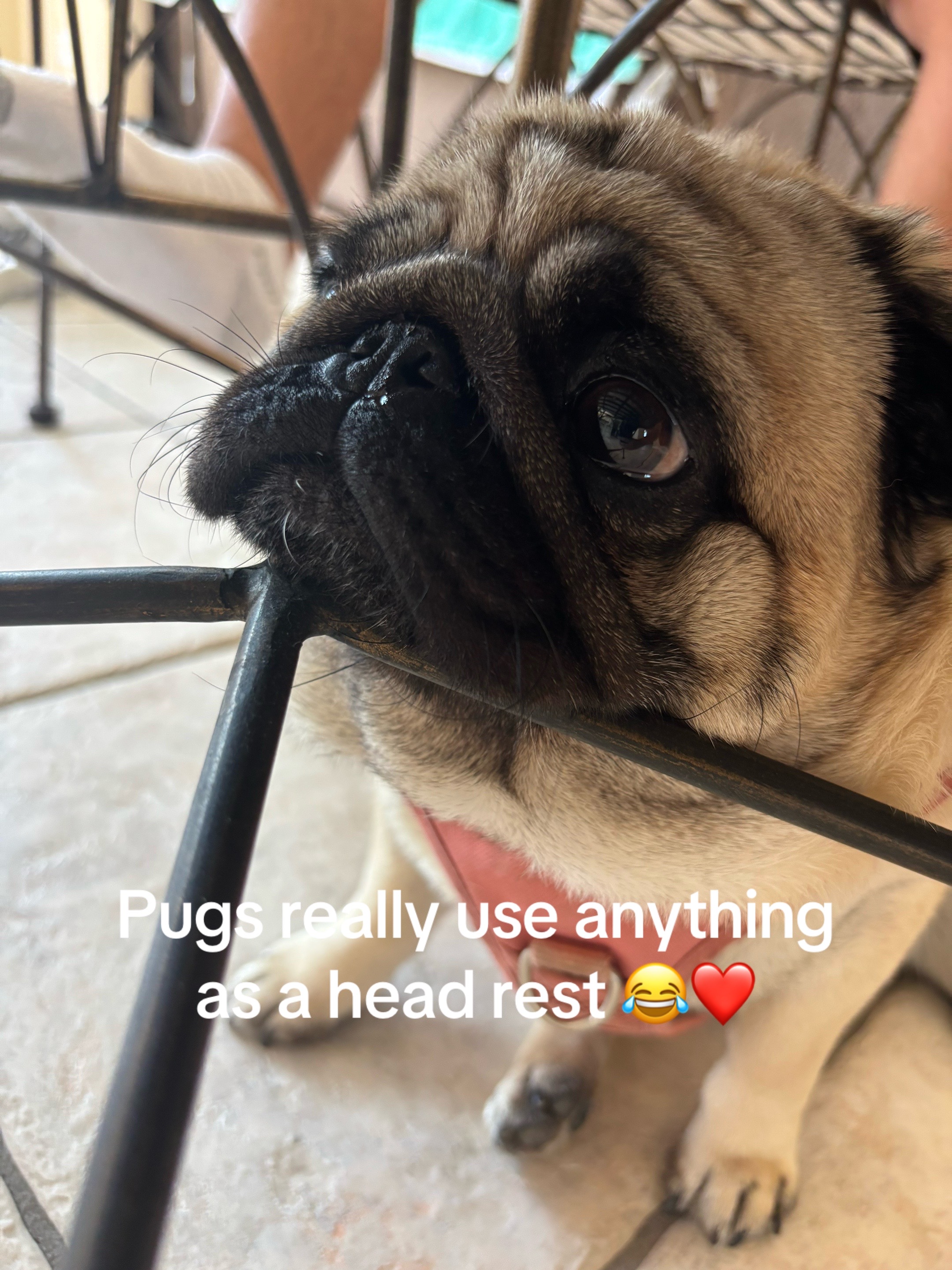 @PUGNAROUND