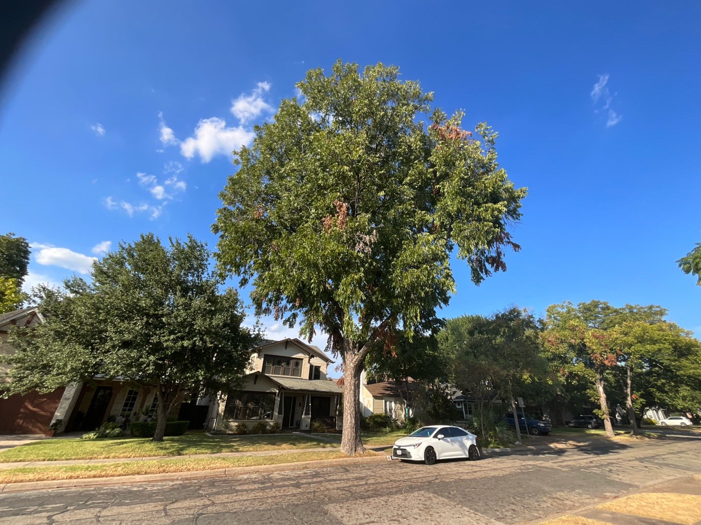 @Live Oak Tree Service