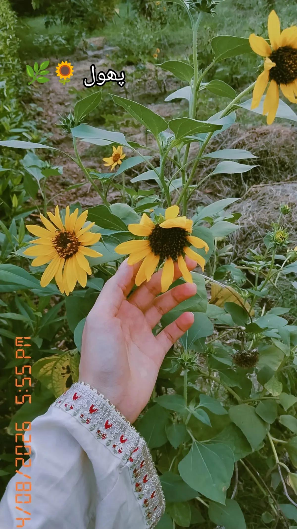 @عیش🦚