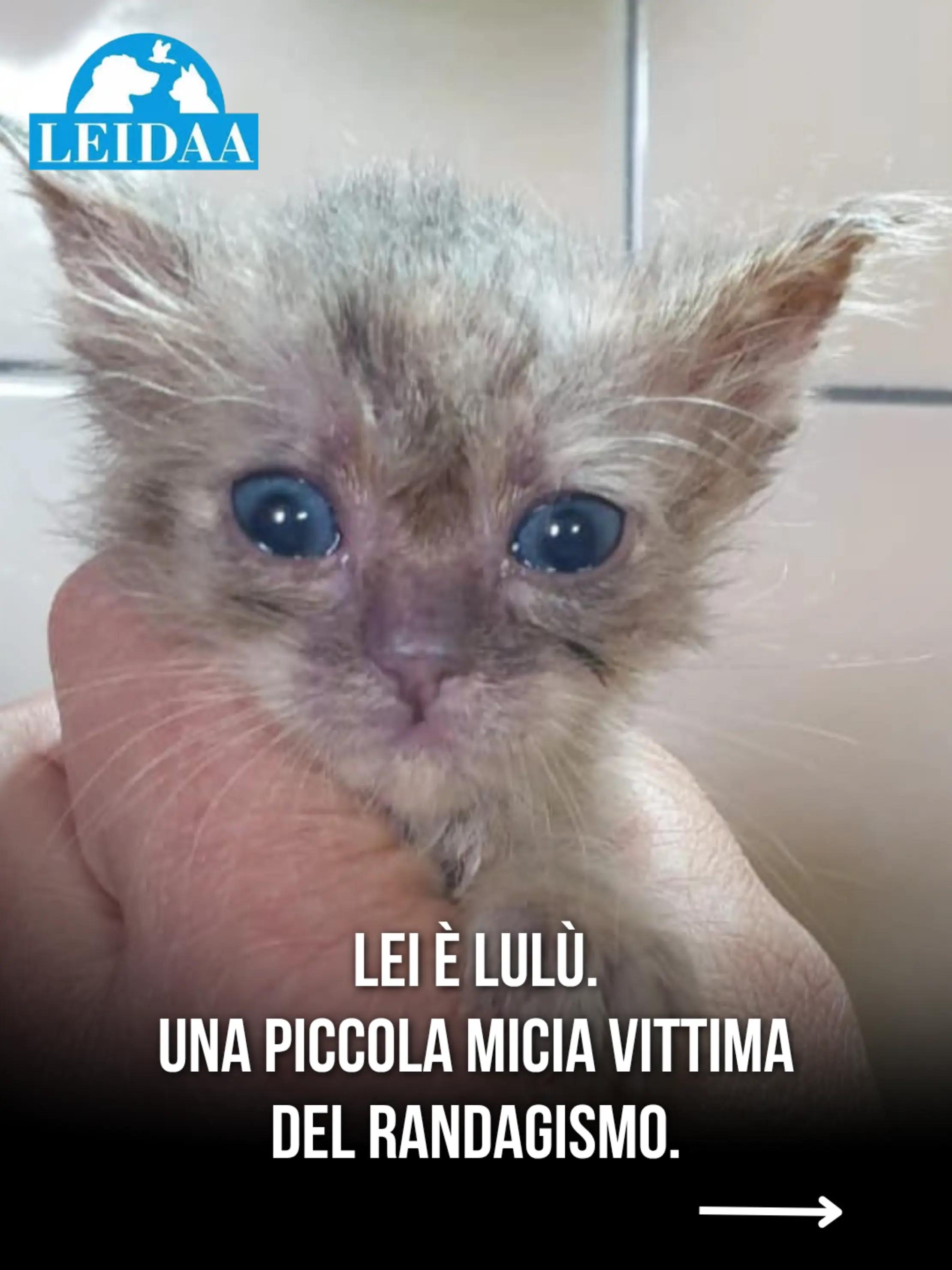 @LEIDAA