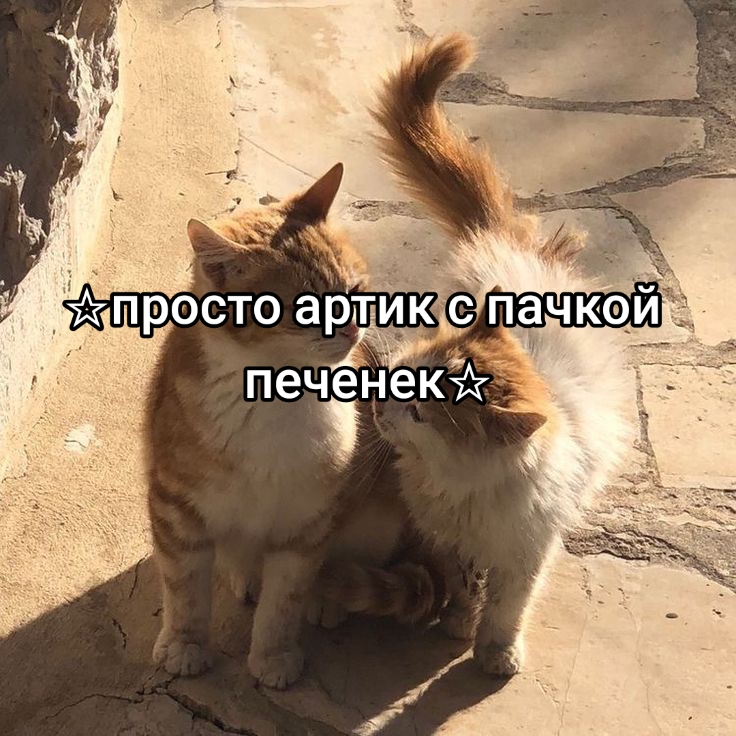 @галстук Ганнибала😜