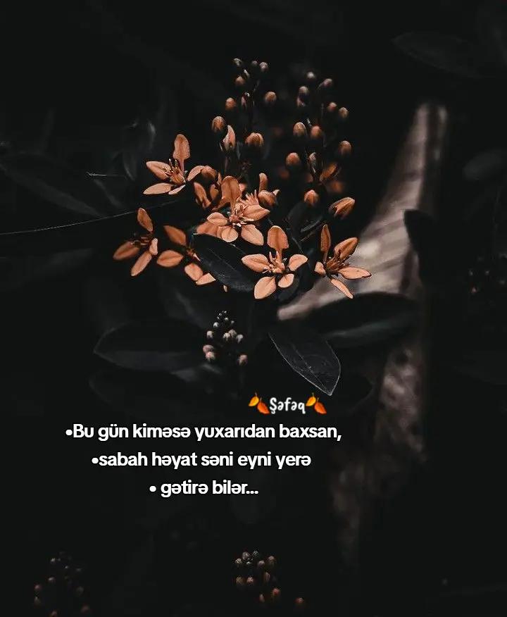 @🍂ŞƏFƏQ🍂