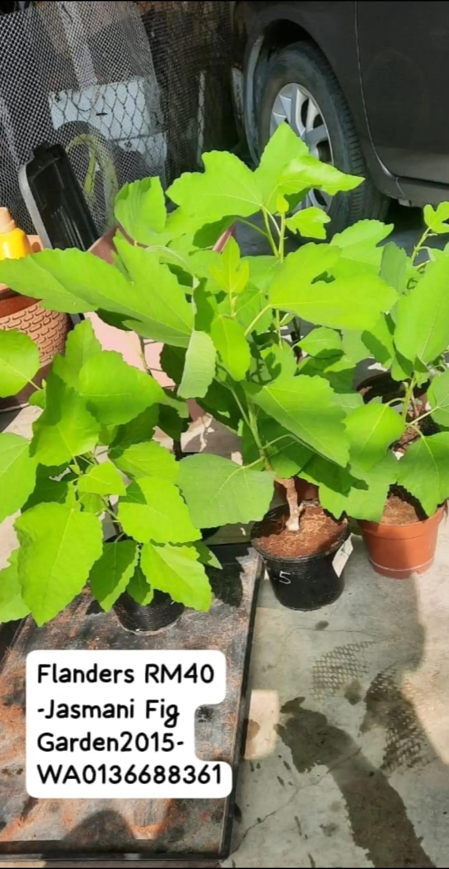 @Jasmani Fig Garden2015