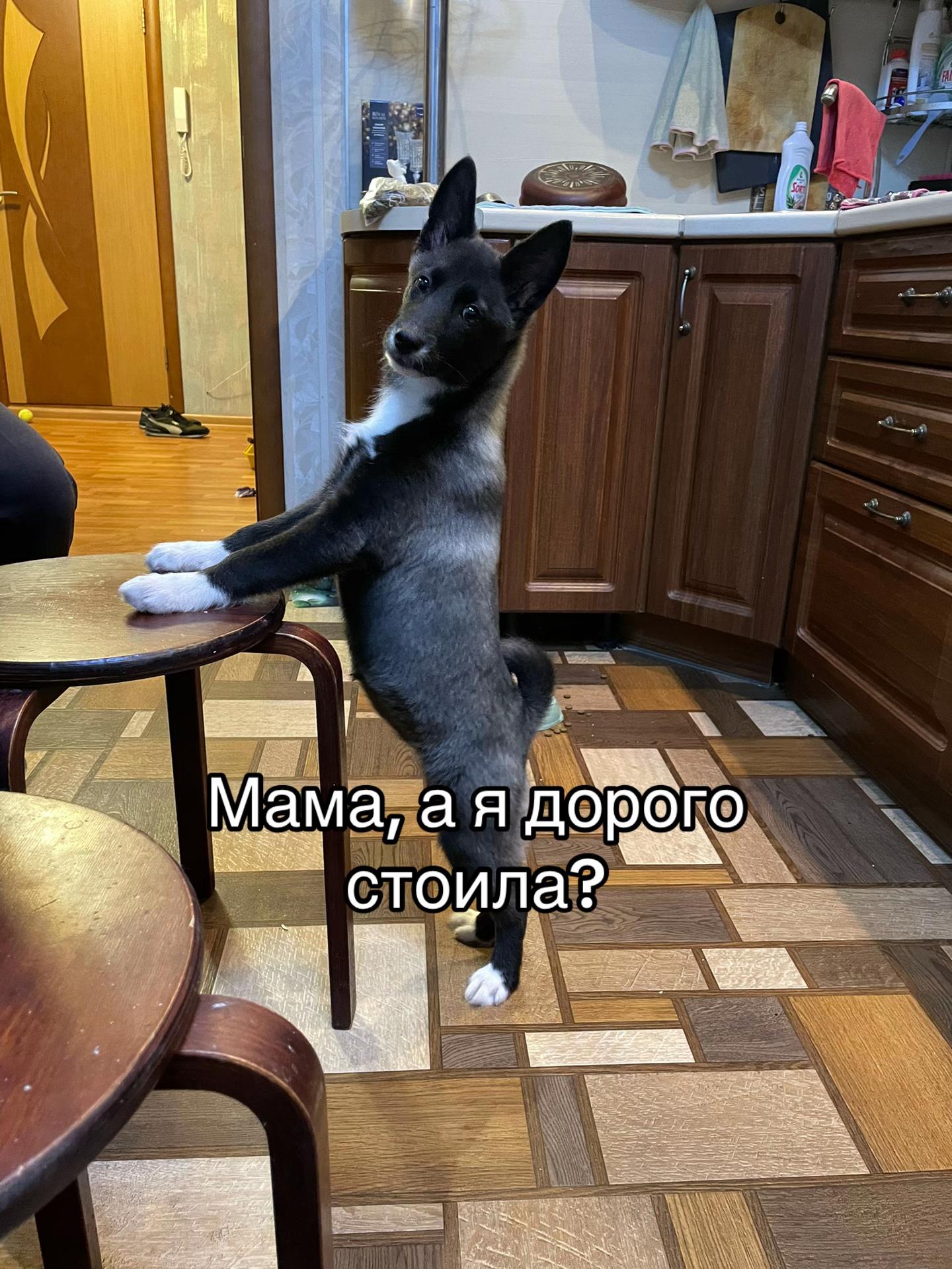 @ariananan69@