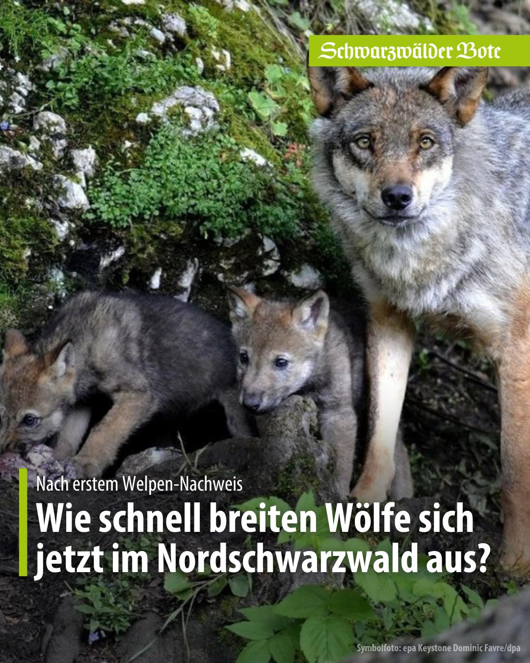 @Schwarzwälder Bote