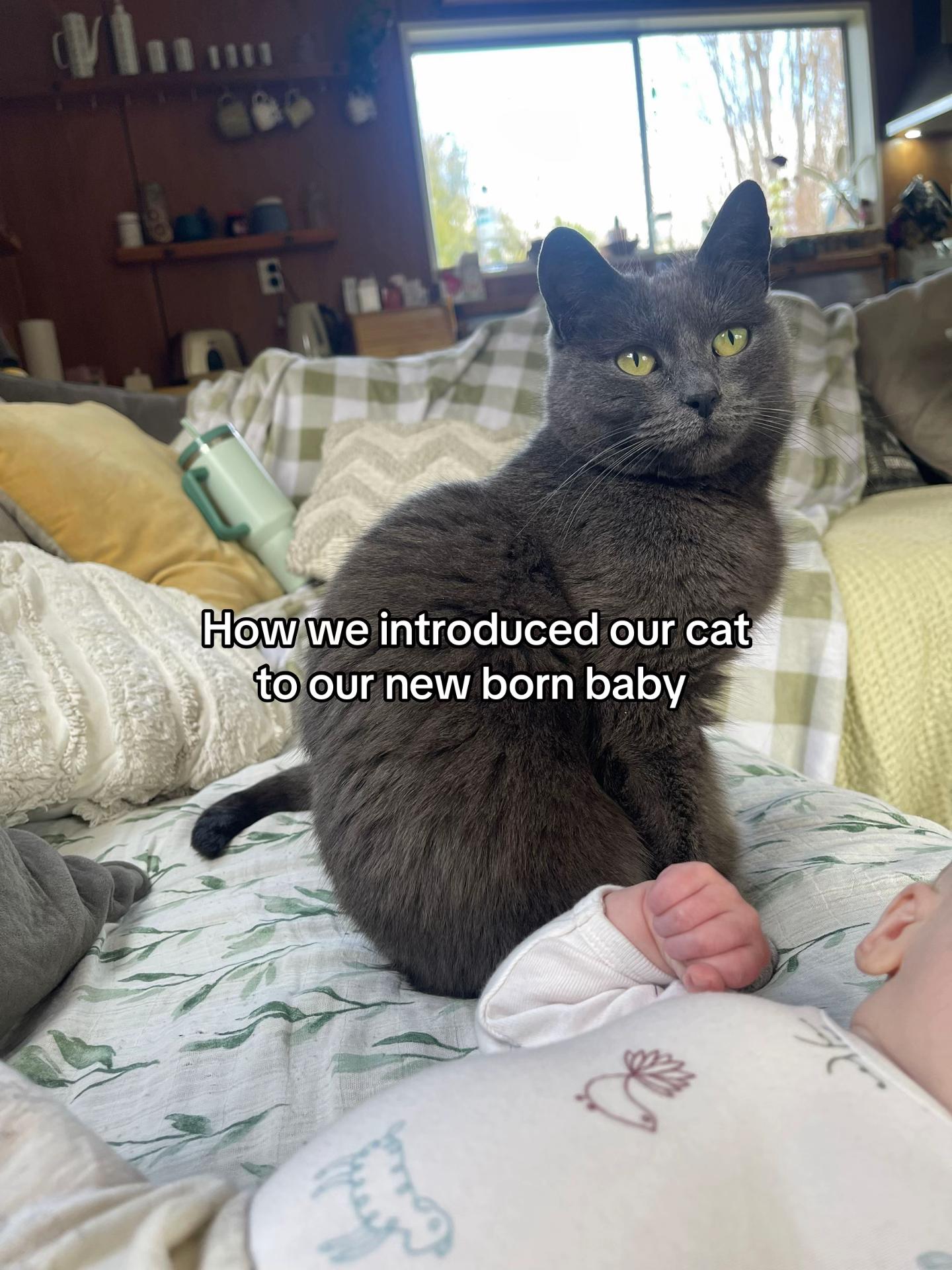 @Flowercat 🌸